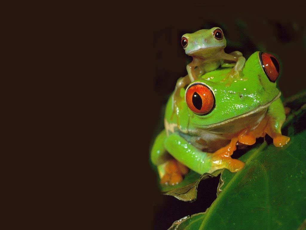 Cute Frogs Wallpapers