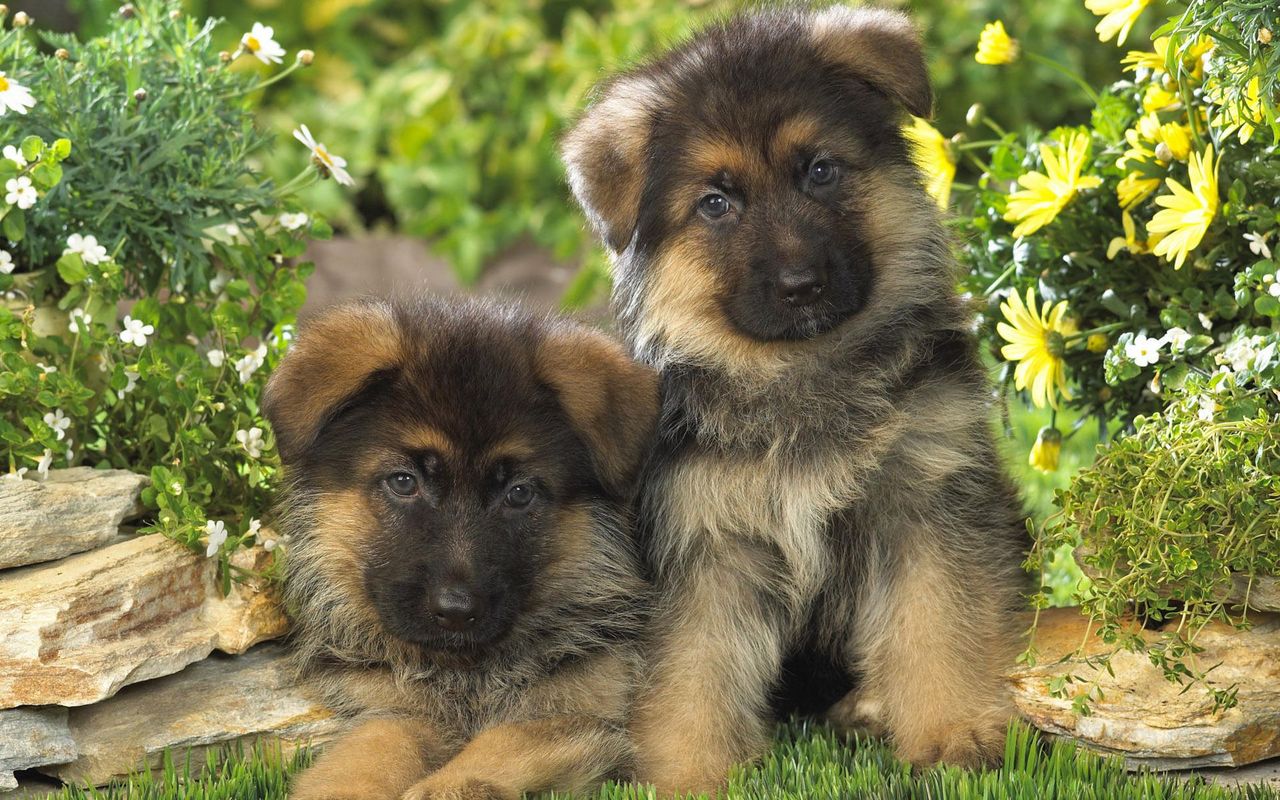 Cute German Shepherd Puppies Wallpapers