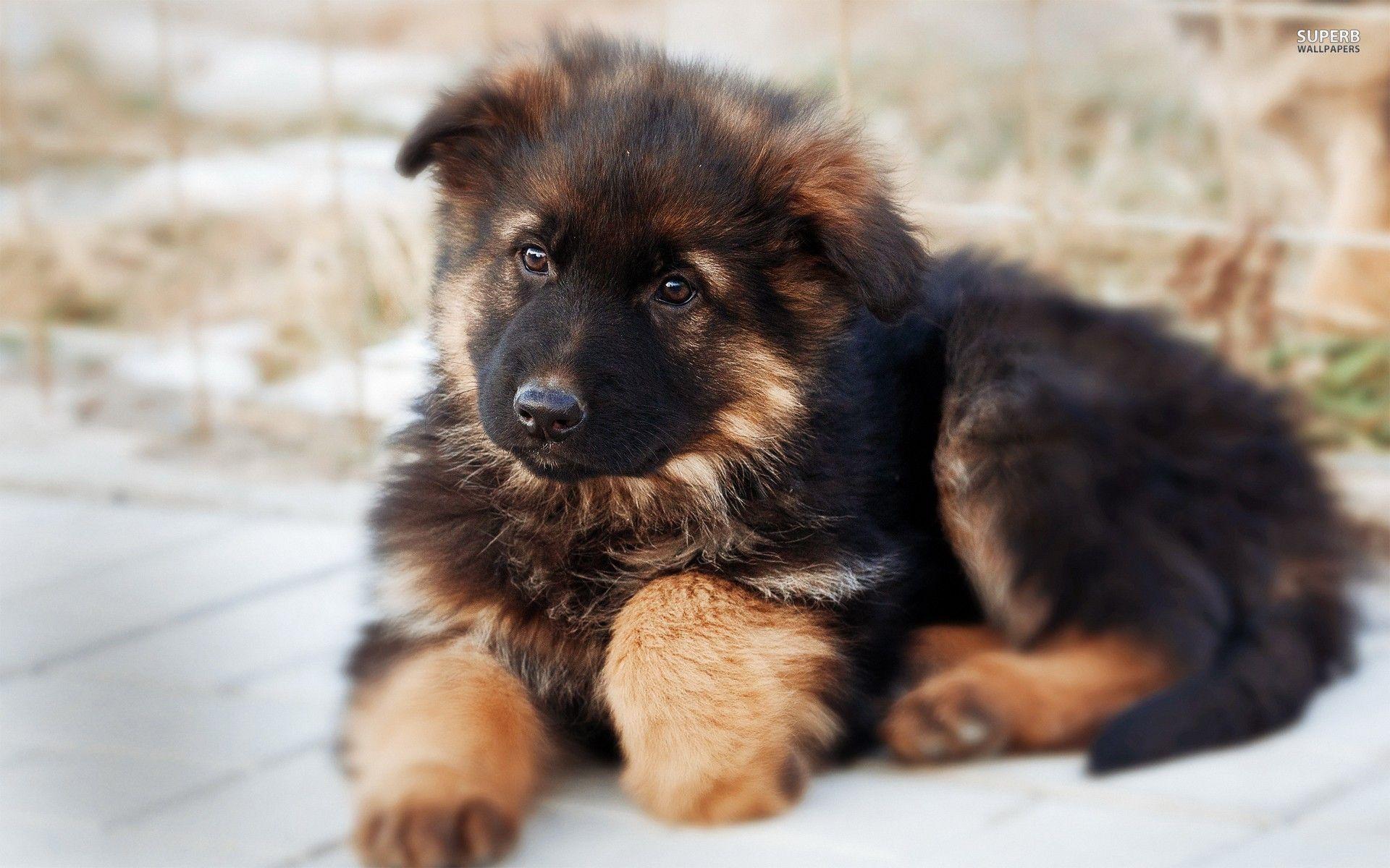 Cute German Shepherd Puppies Wallpapers