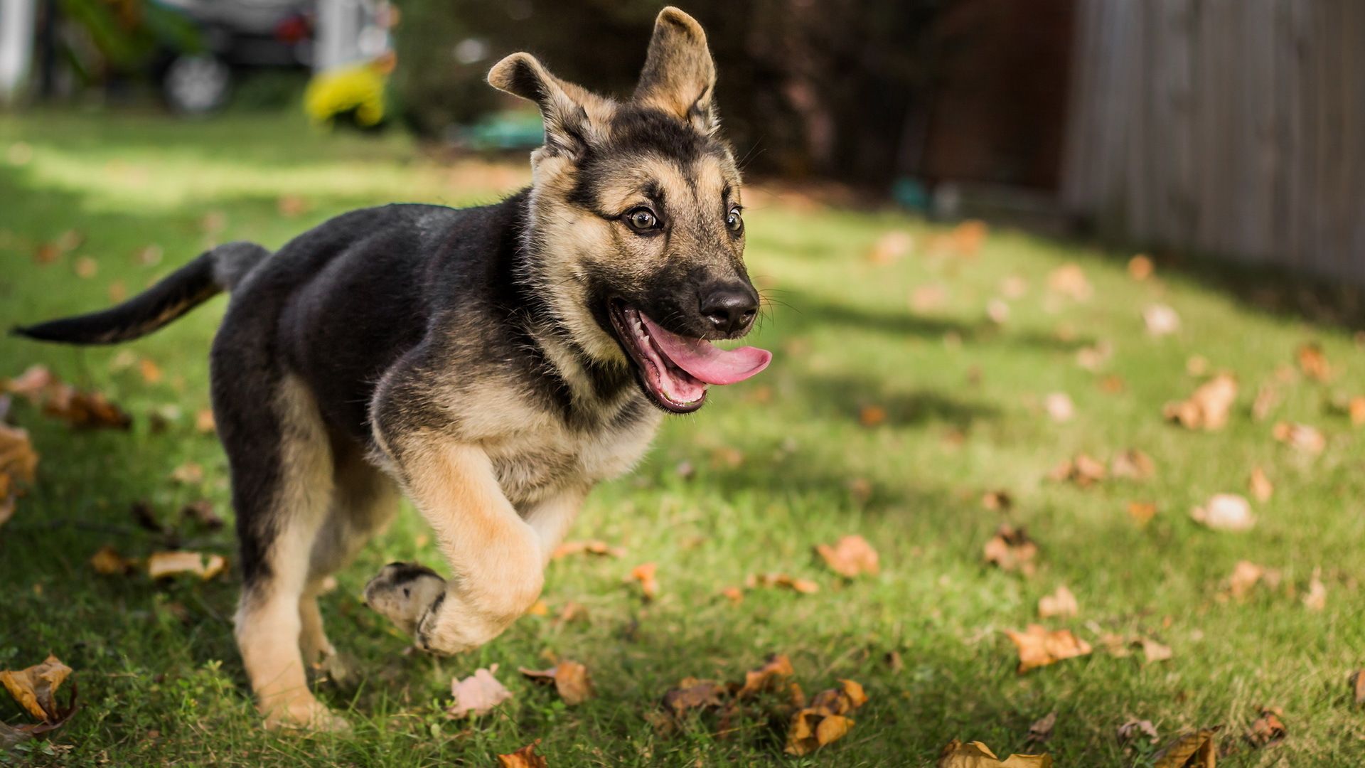 Cute German Shepherd Puppies Wallpapers