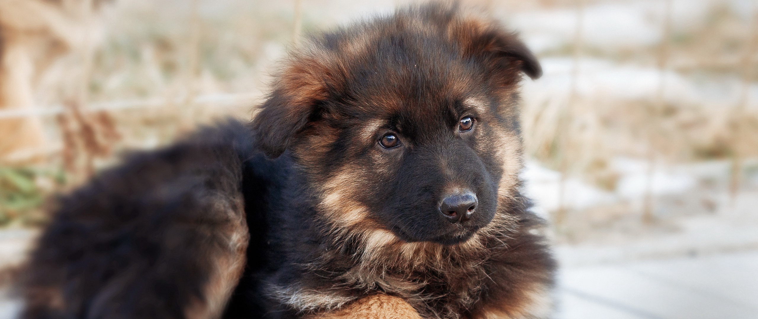 Cute German Shepherd Puppies Wallpapers