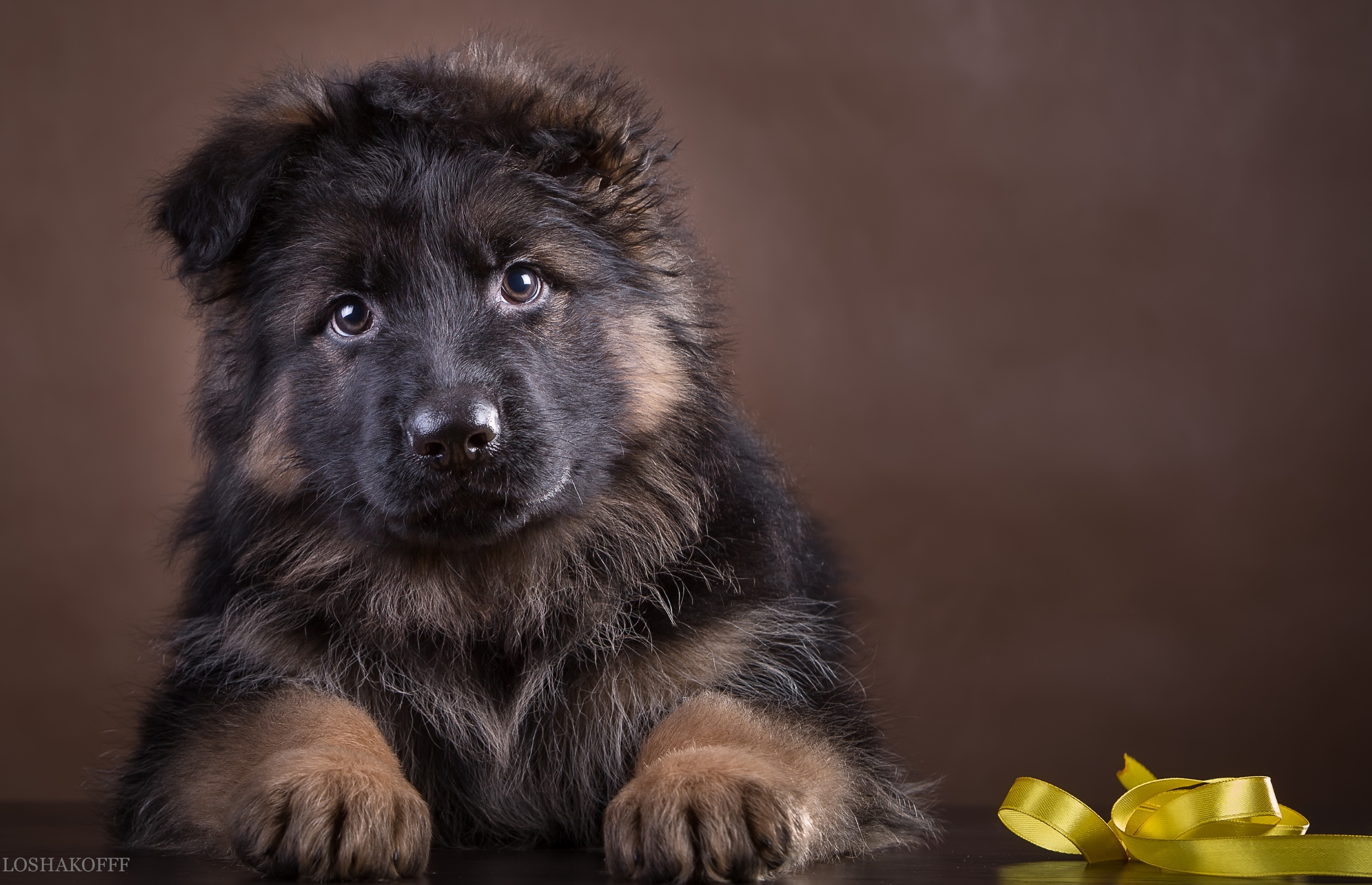 Cute German Shepherd Puppies Wallpapers