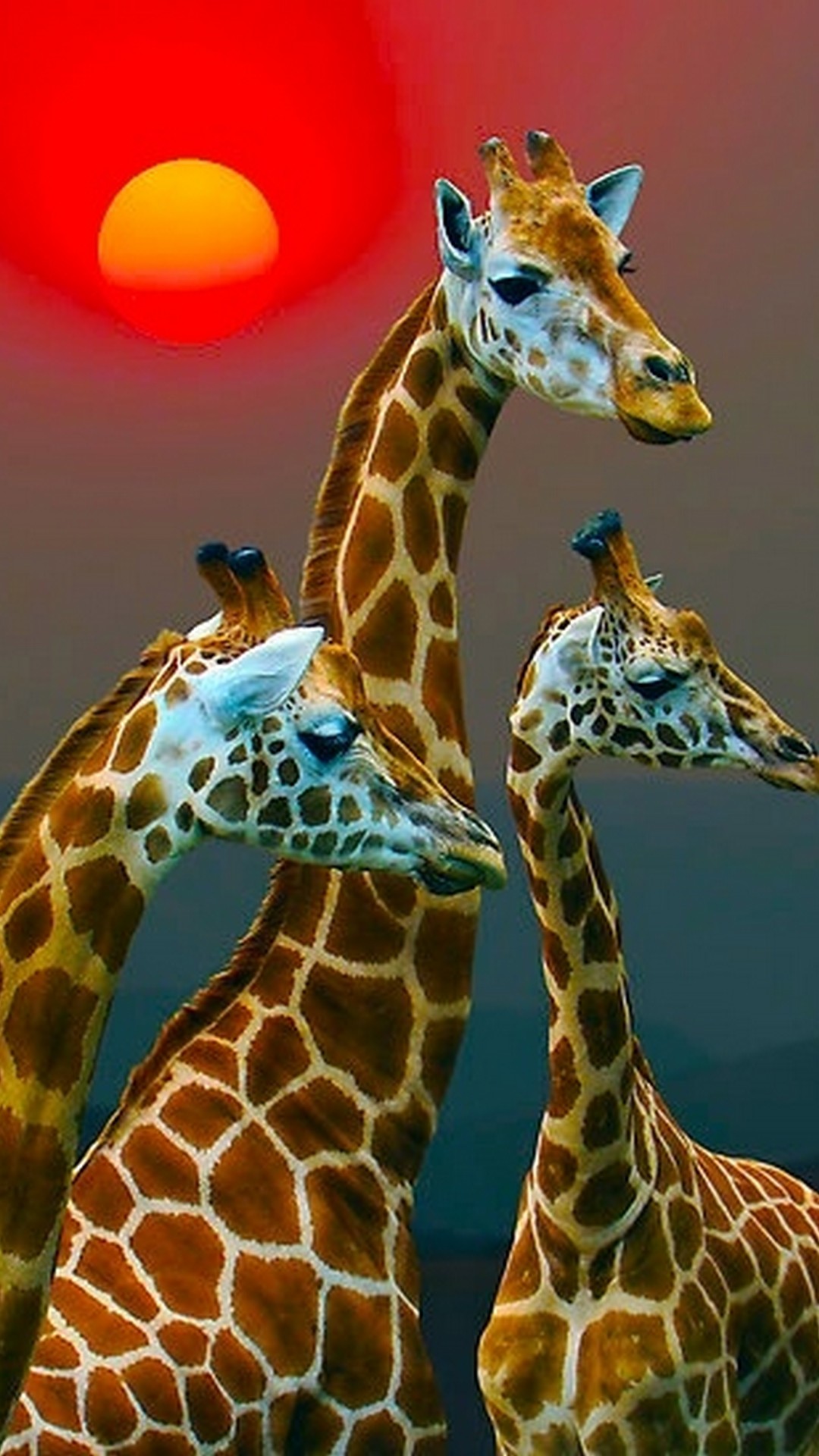 Cute Giraffe Iphone Wallpapers Wallpapers