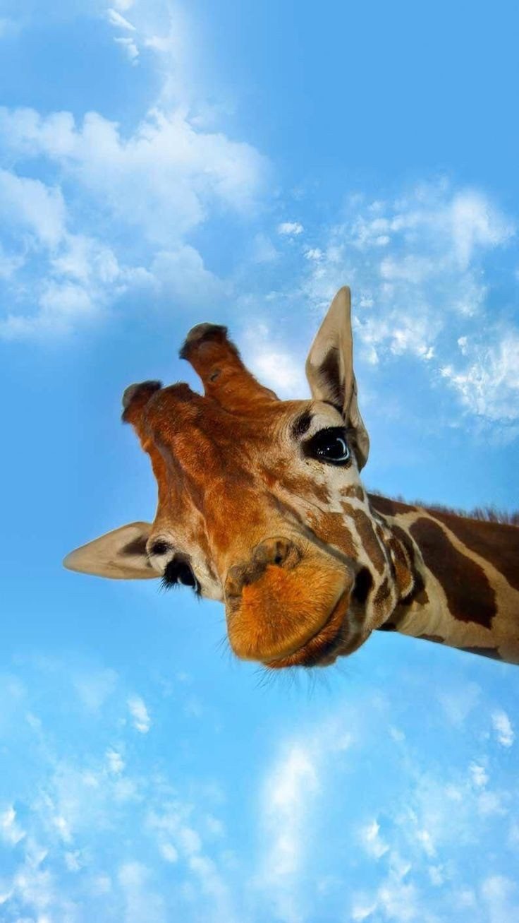 Cute Giraffe Wallpapers Wallpapers