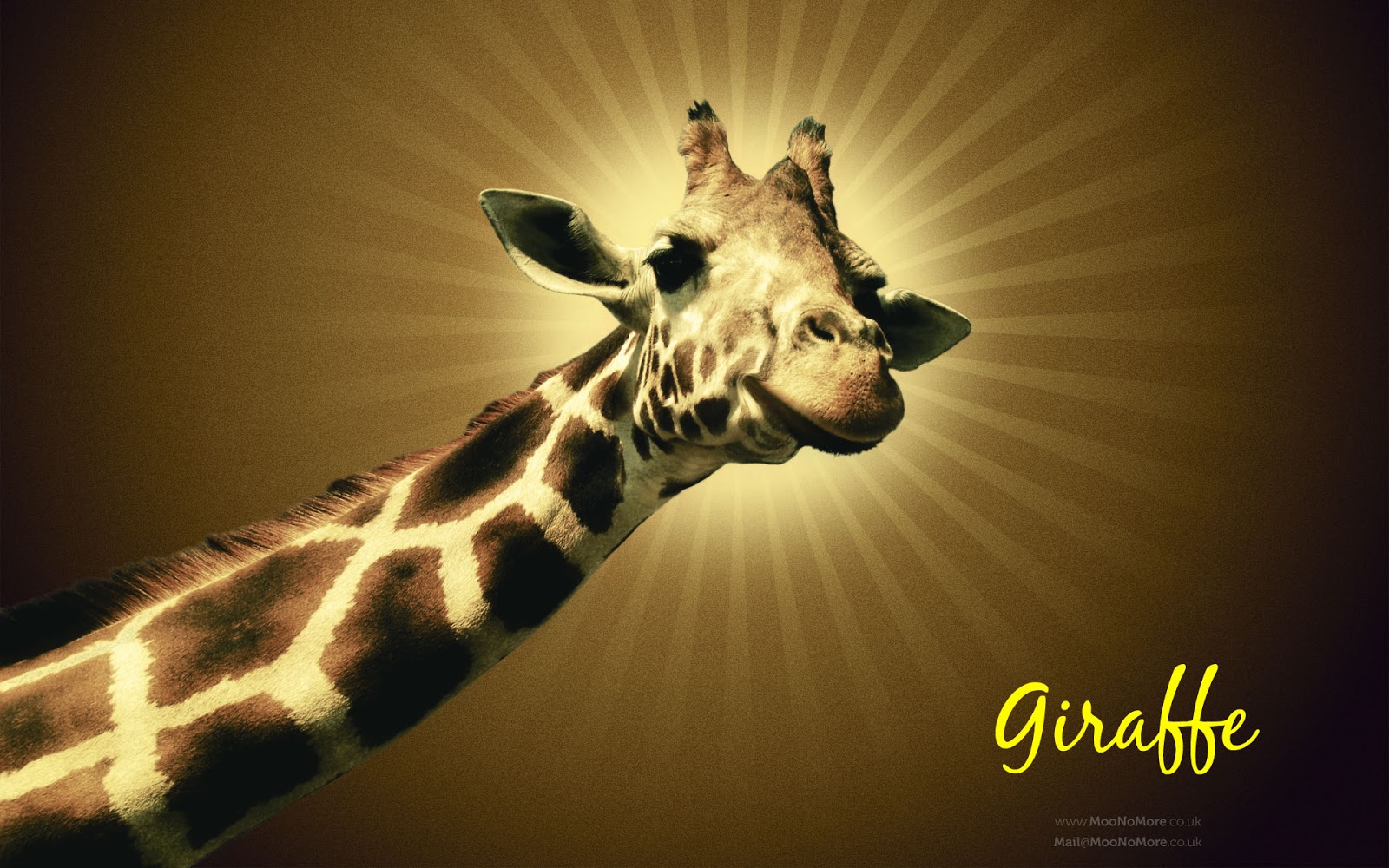 Cute Giraffe Wallpapers Wallpapers