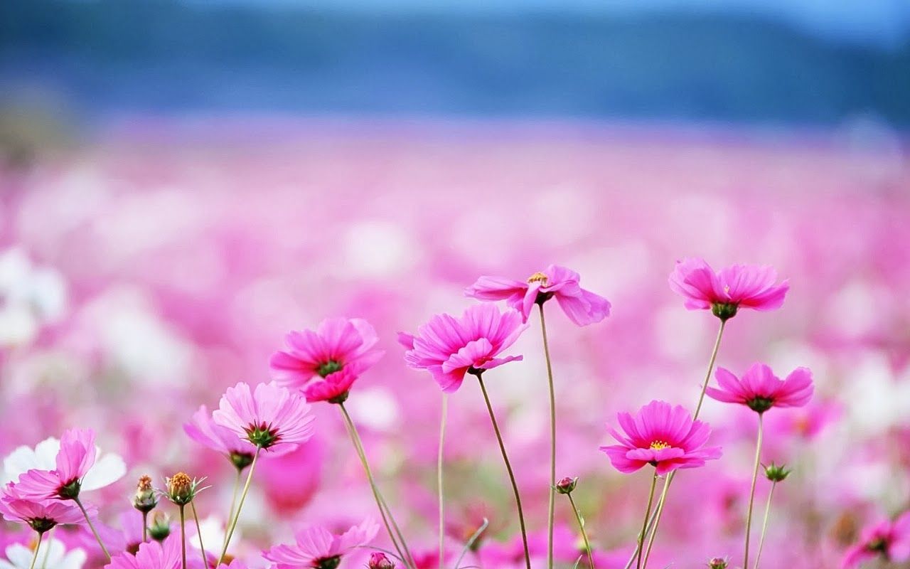 Cute Girly Flower Wallpapers Wallpapers