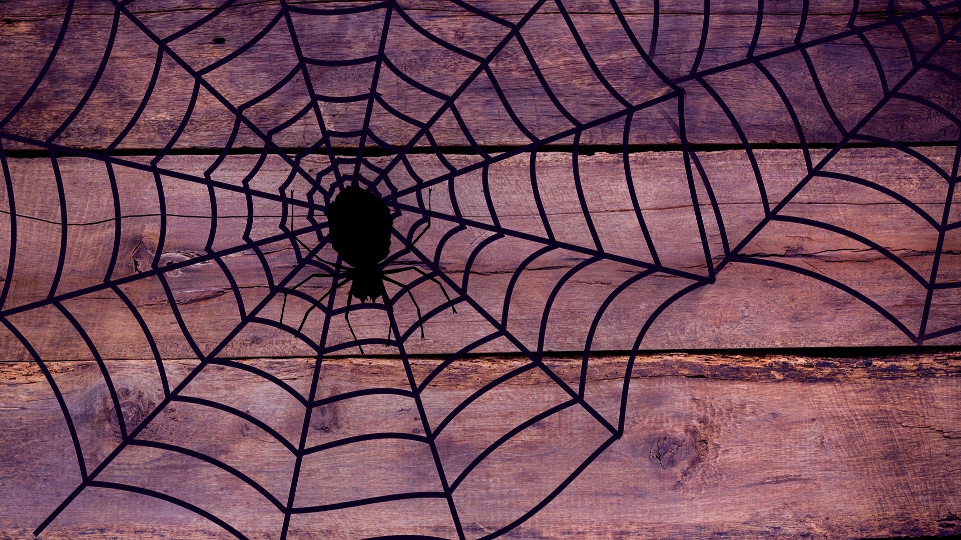 Cute Halloween Spider Wallpapers Wallpapers