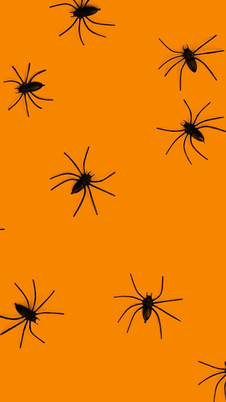 Cute Halloween Spider Wallpapers Wallpapers