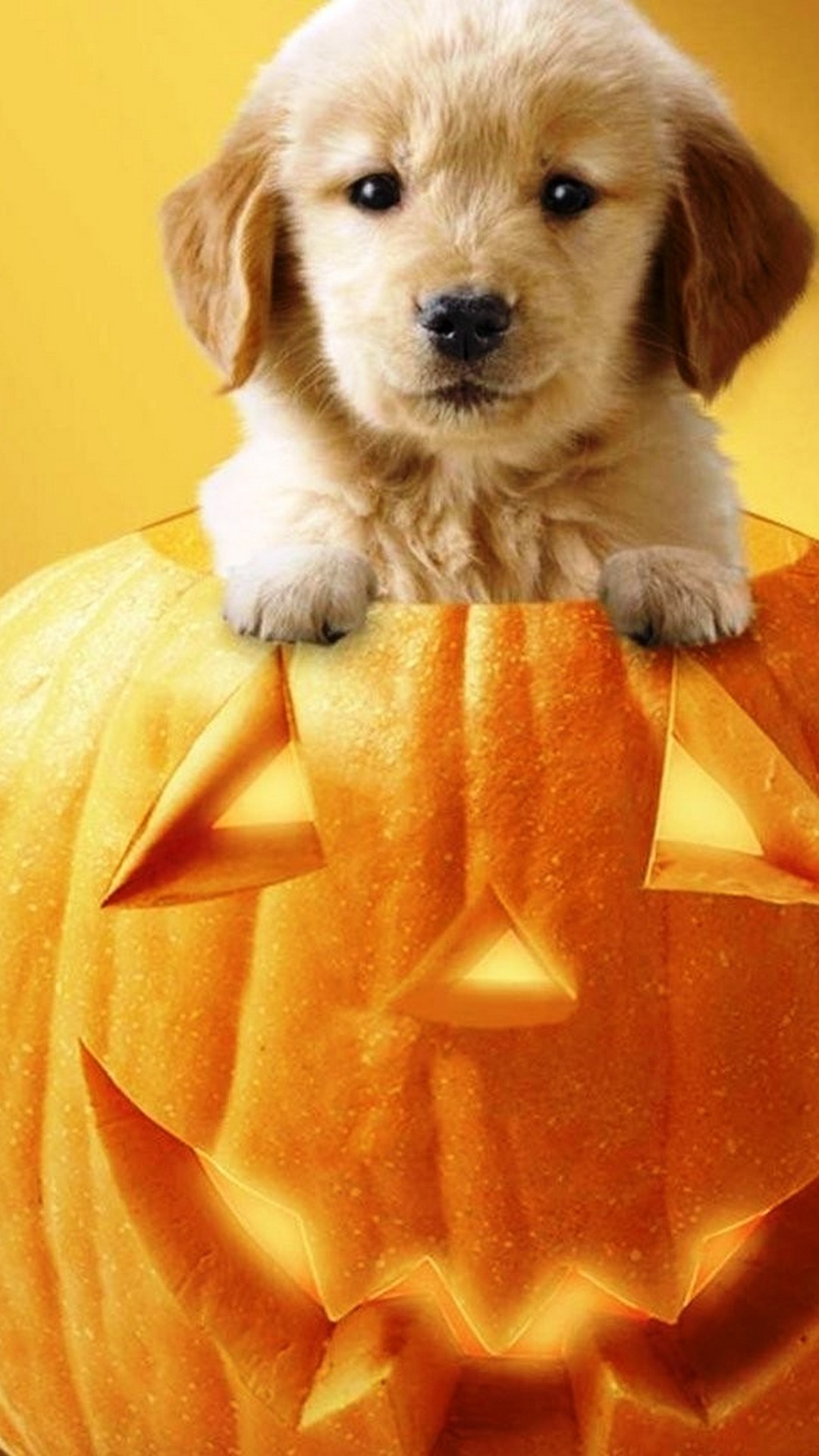 Cute Halloween Wallpapers