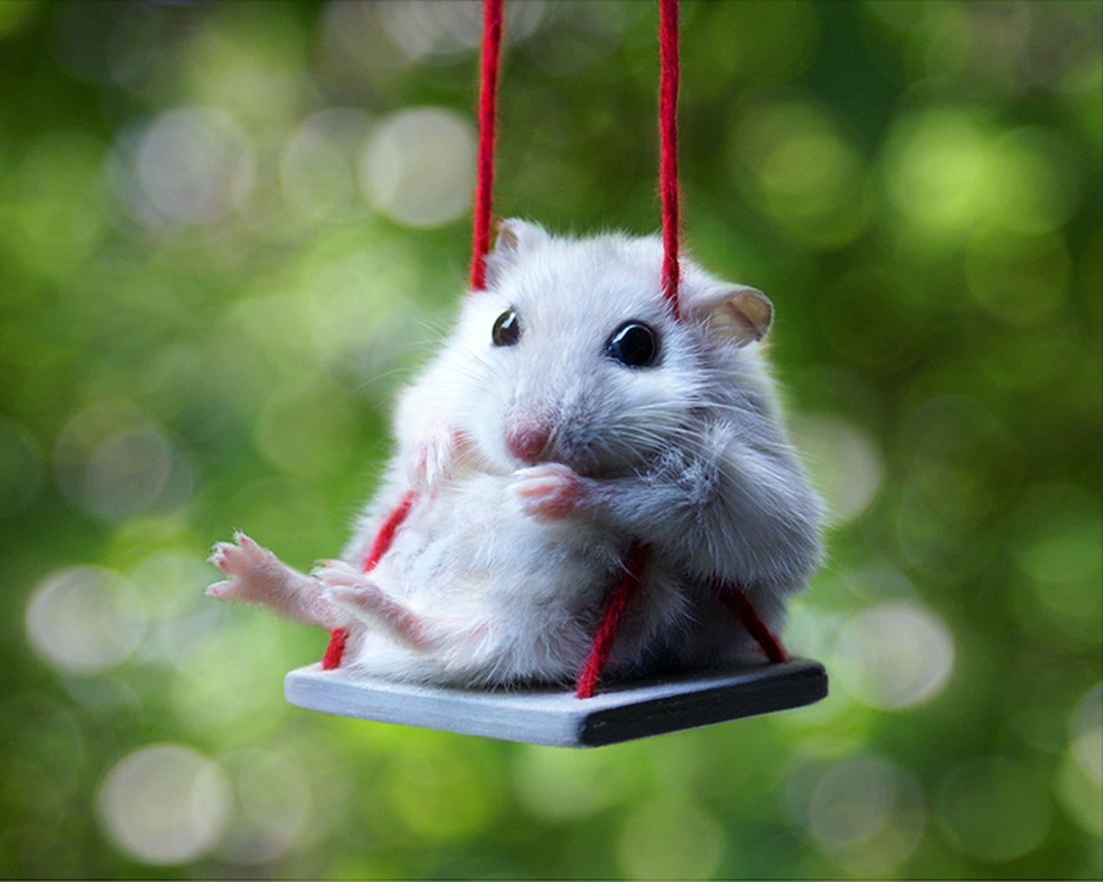 Cute Hamster Wallpaper Wallpapers