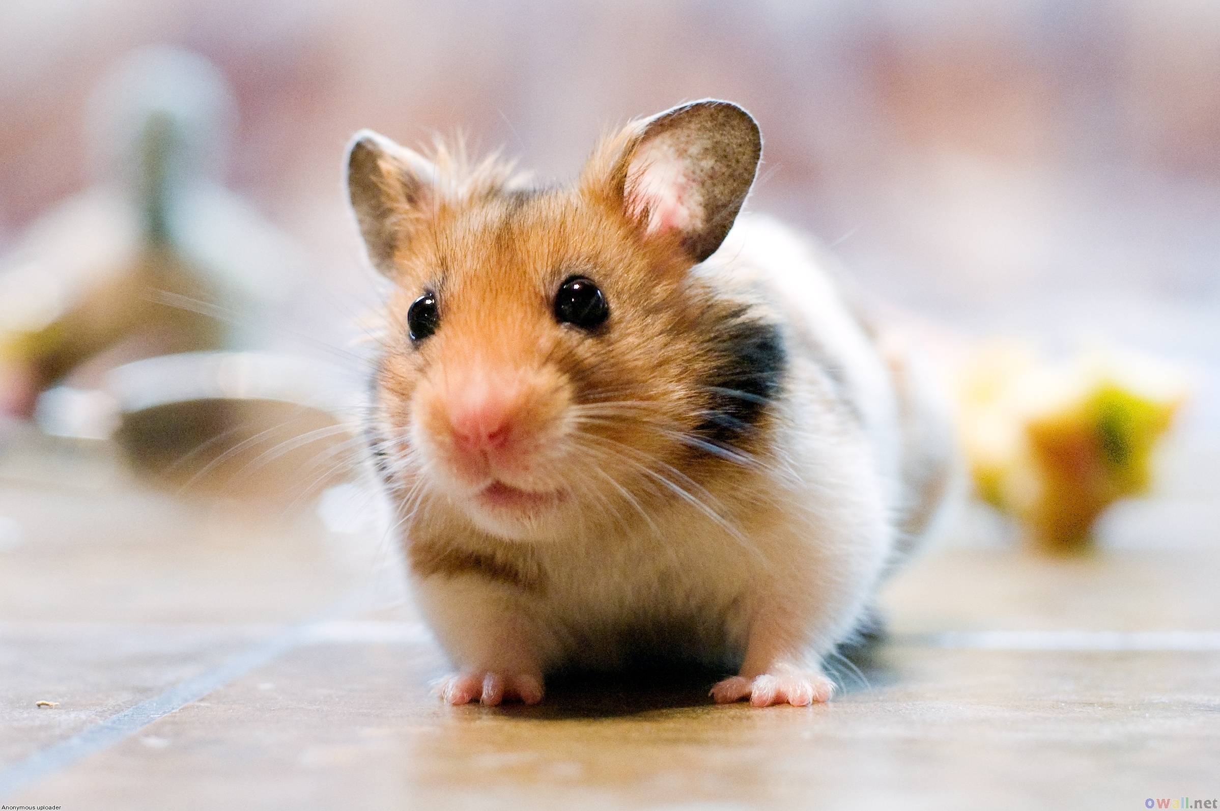 Cute Hamster Wallpaper Wallpapers