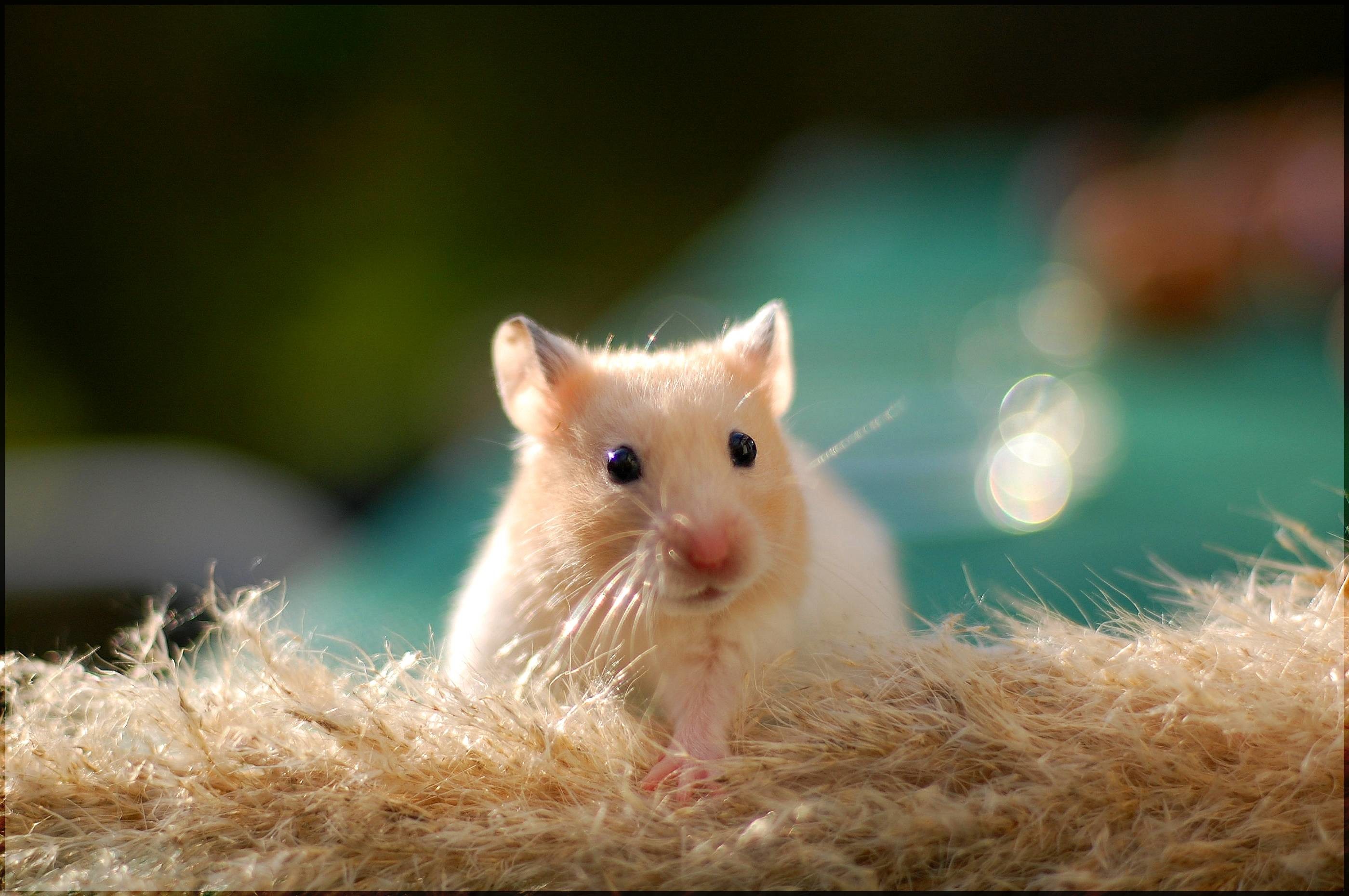 Cute Hamster Wallpaper Wallpapers