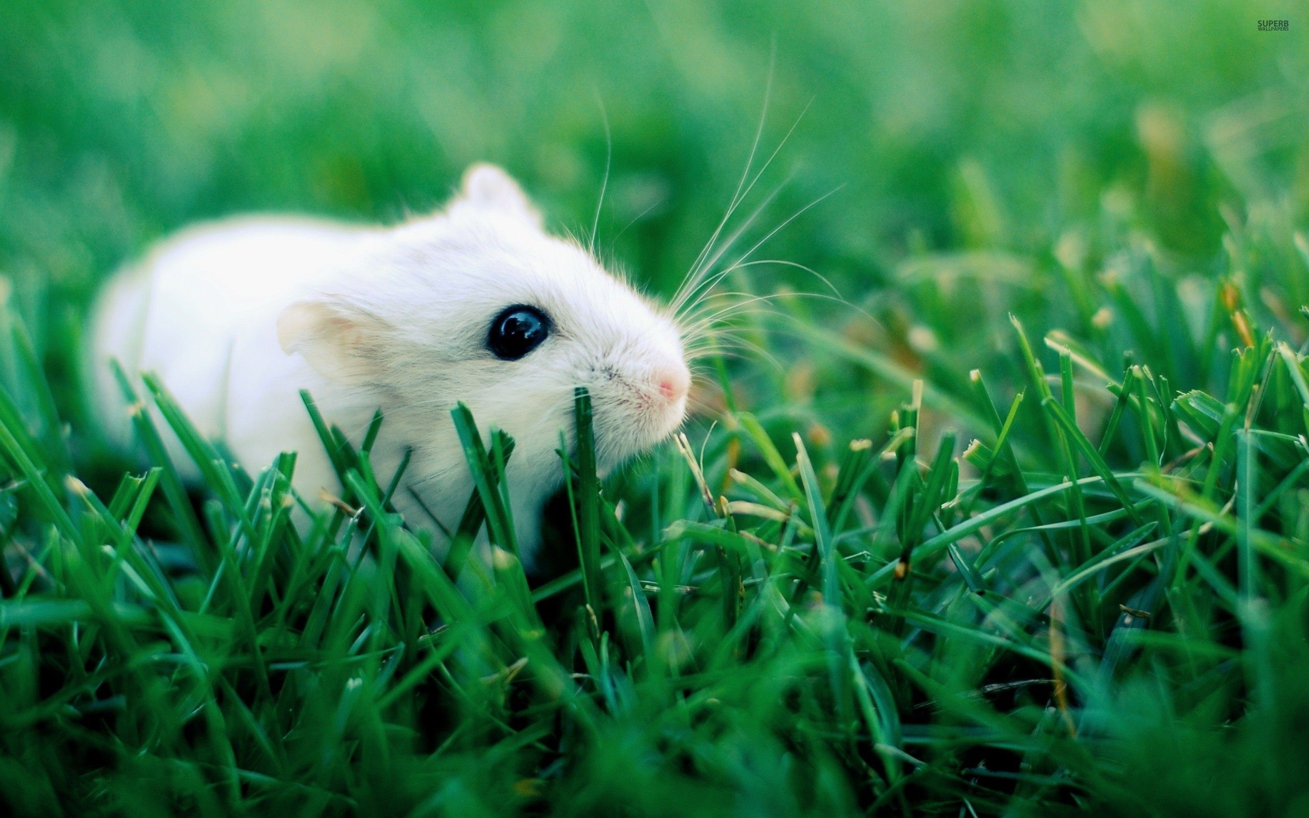 Cute Hamster Wallpaper Wallpapers