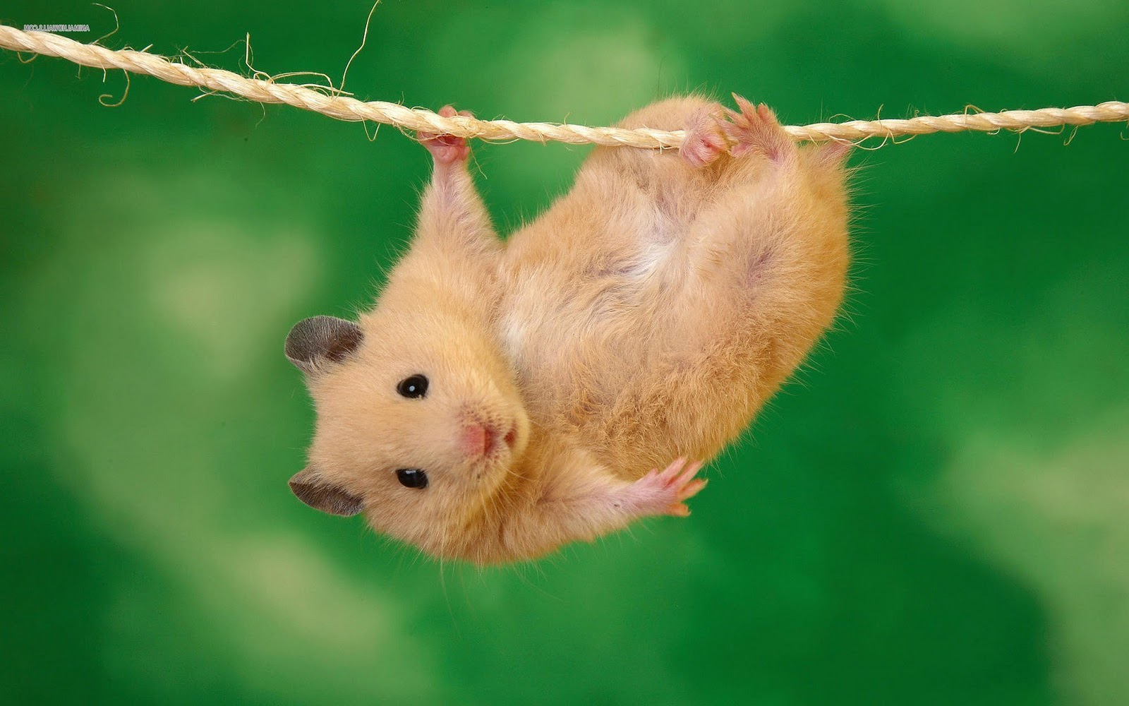 Cute Hamster Wallpaper Wallpapers