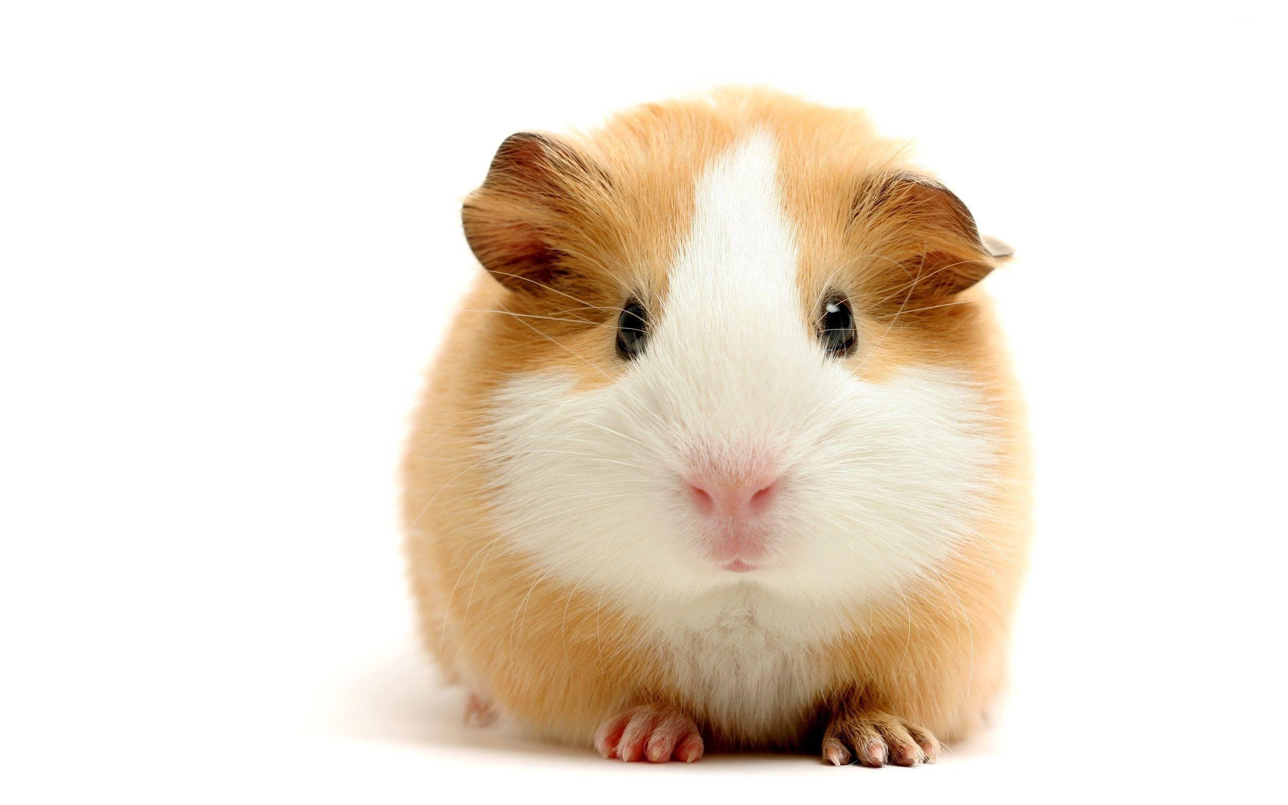 Cute Hamster Wallpaper Wallpapers