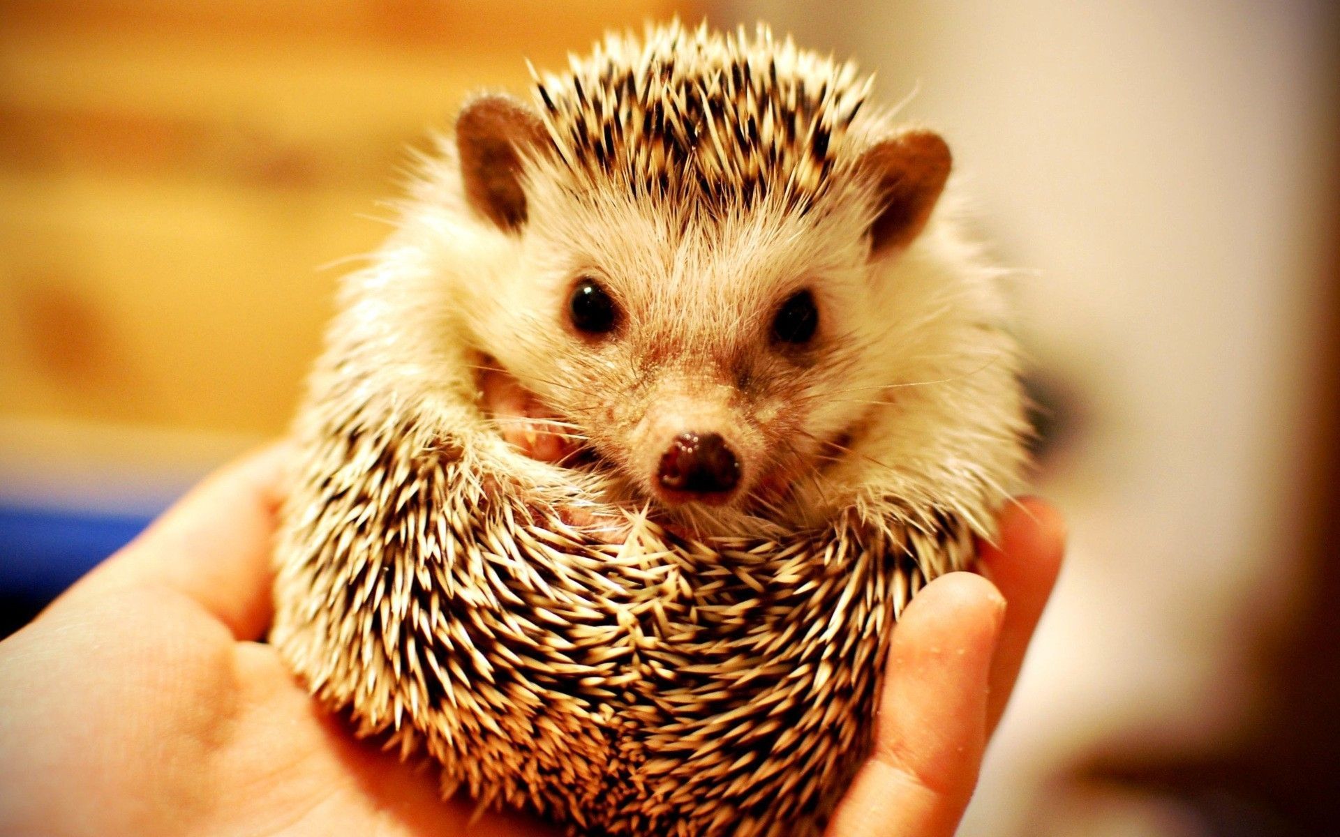 Cute Hedgehog Wallpapers