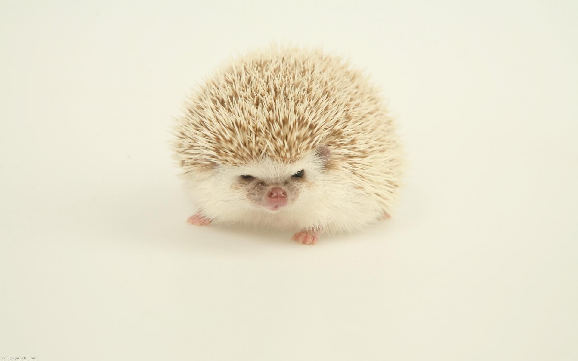 Cute Hedgehog Wallpapers