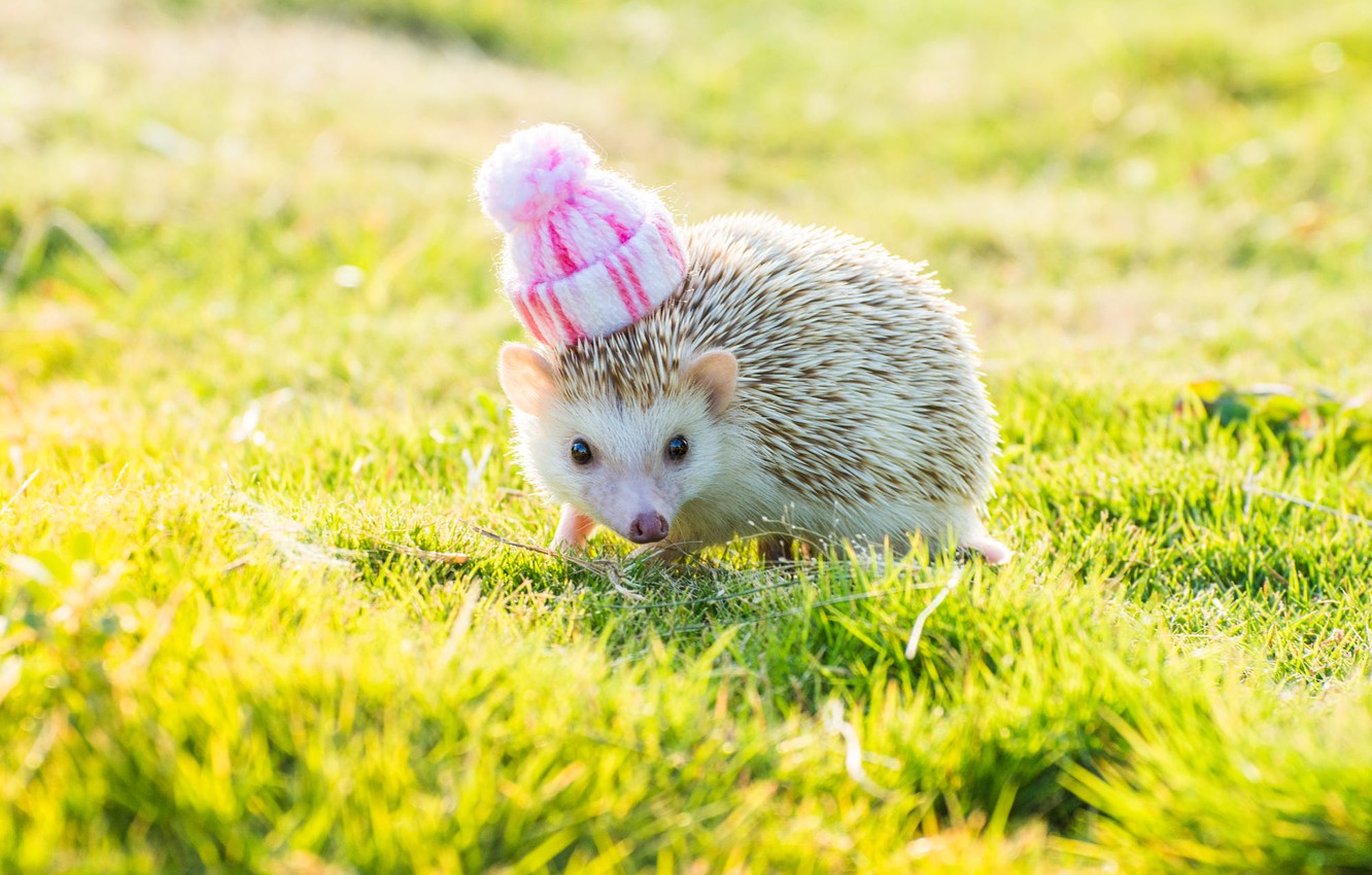 Cute Hedgehog Wallpapers