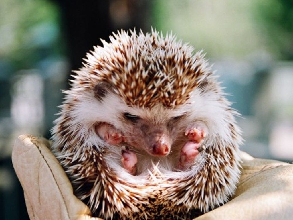 Cute Hedgehog Wallpapers