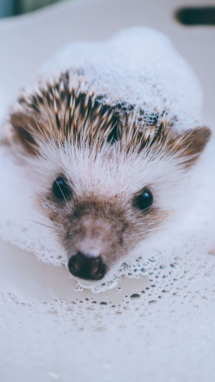 Cute Hedgehog Wallpapers Wallpapers