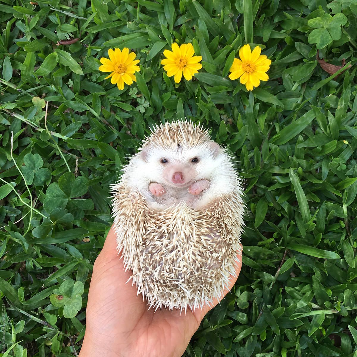 Cute Hedgehog Wallpapers Wallpapers