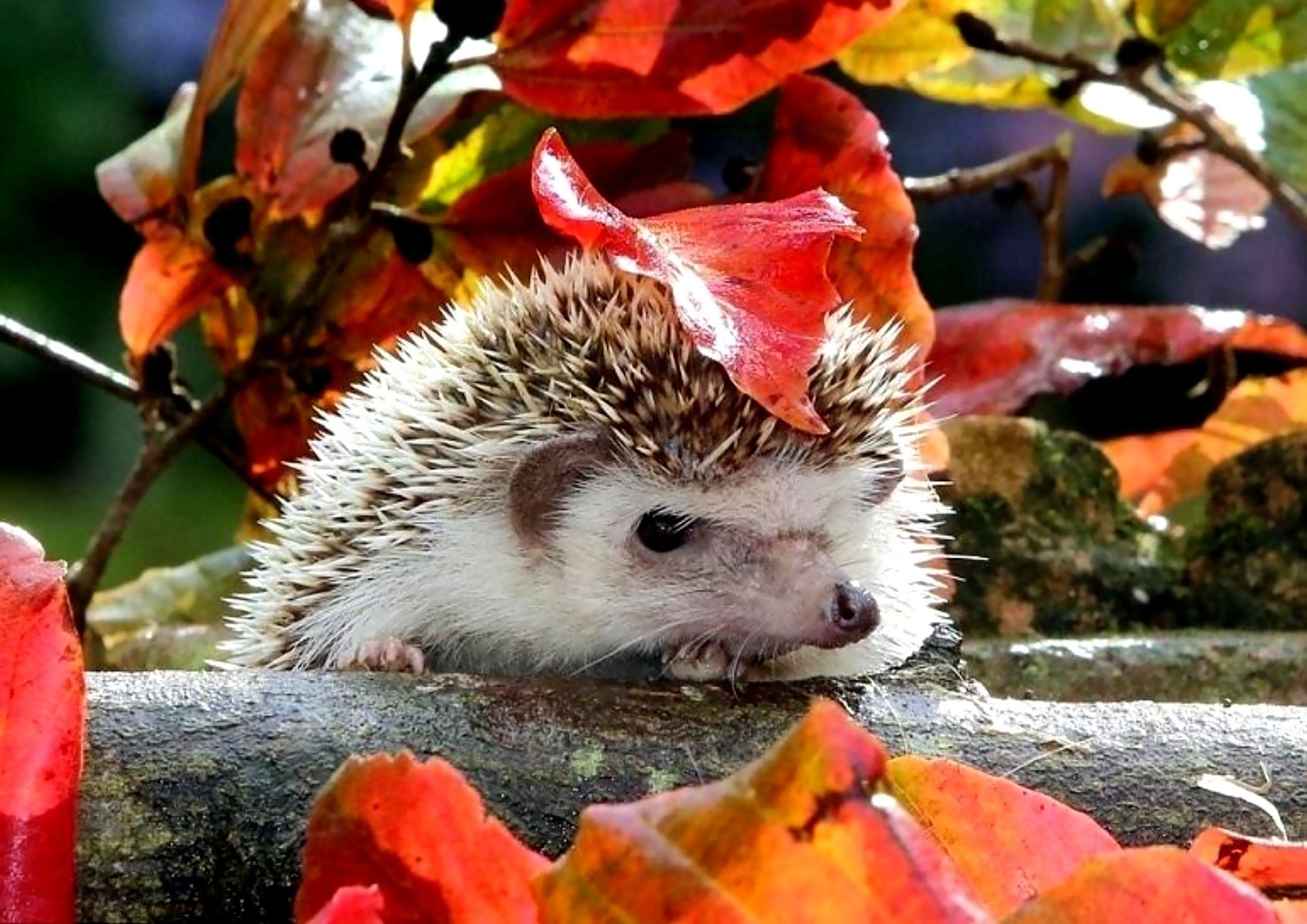 Cute Hedgehog Wallpapers Wallpapers