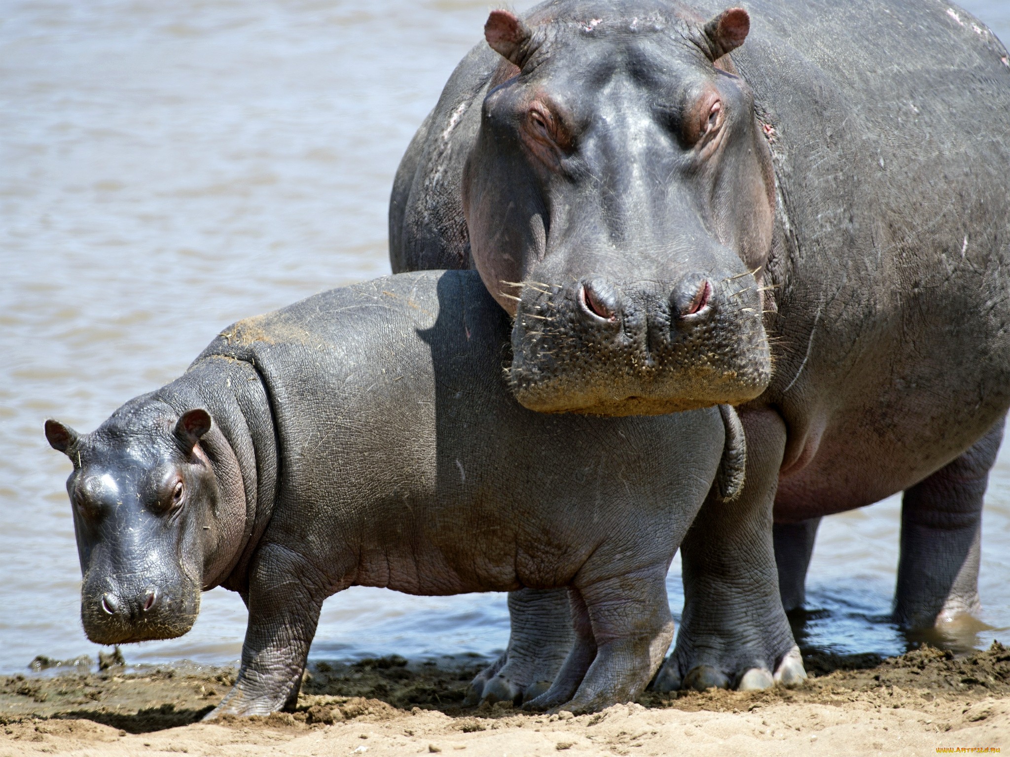 Cute Hippo Wallpapers