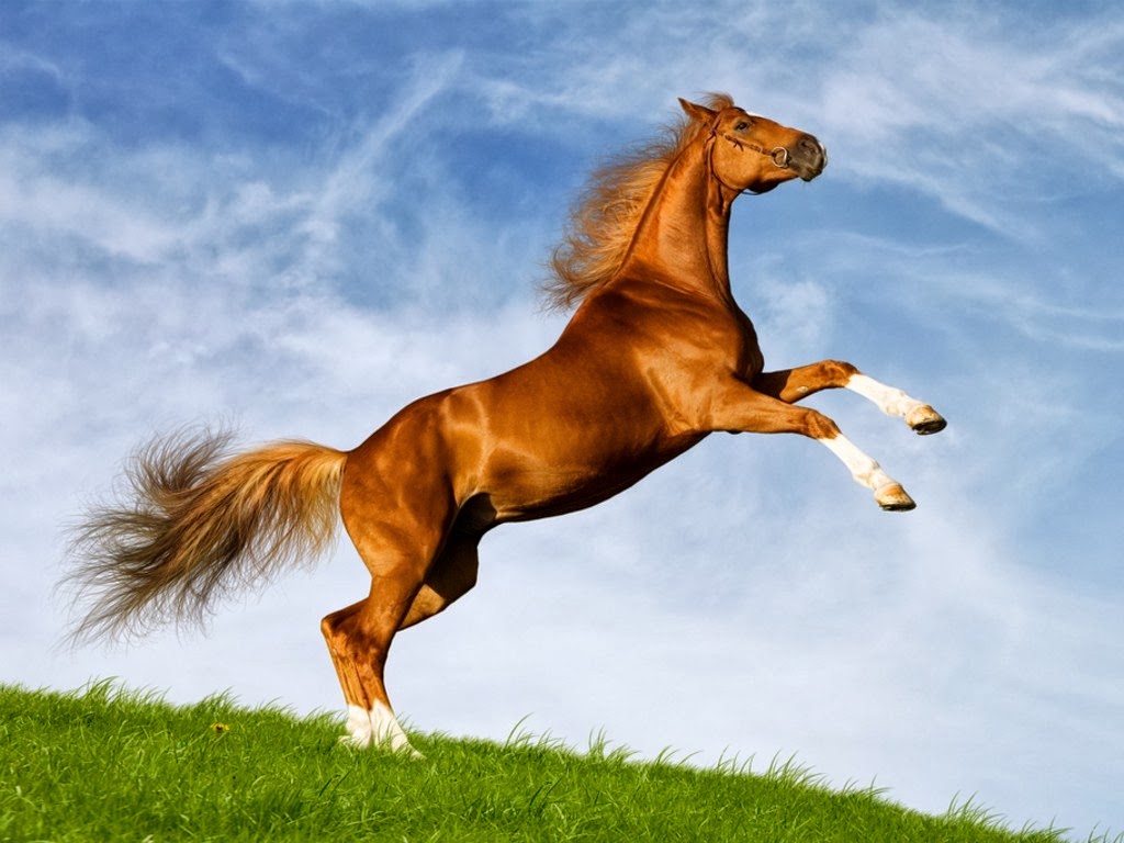 Cute Horse Wallpapers