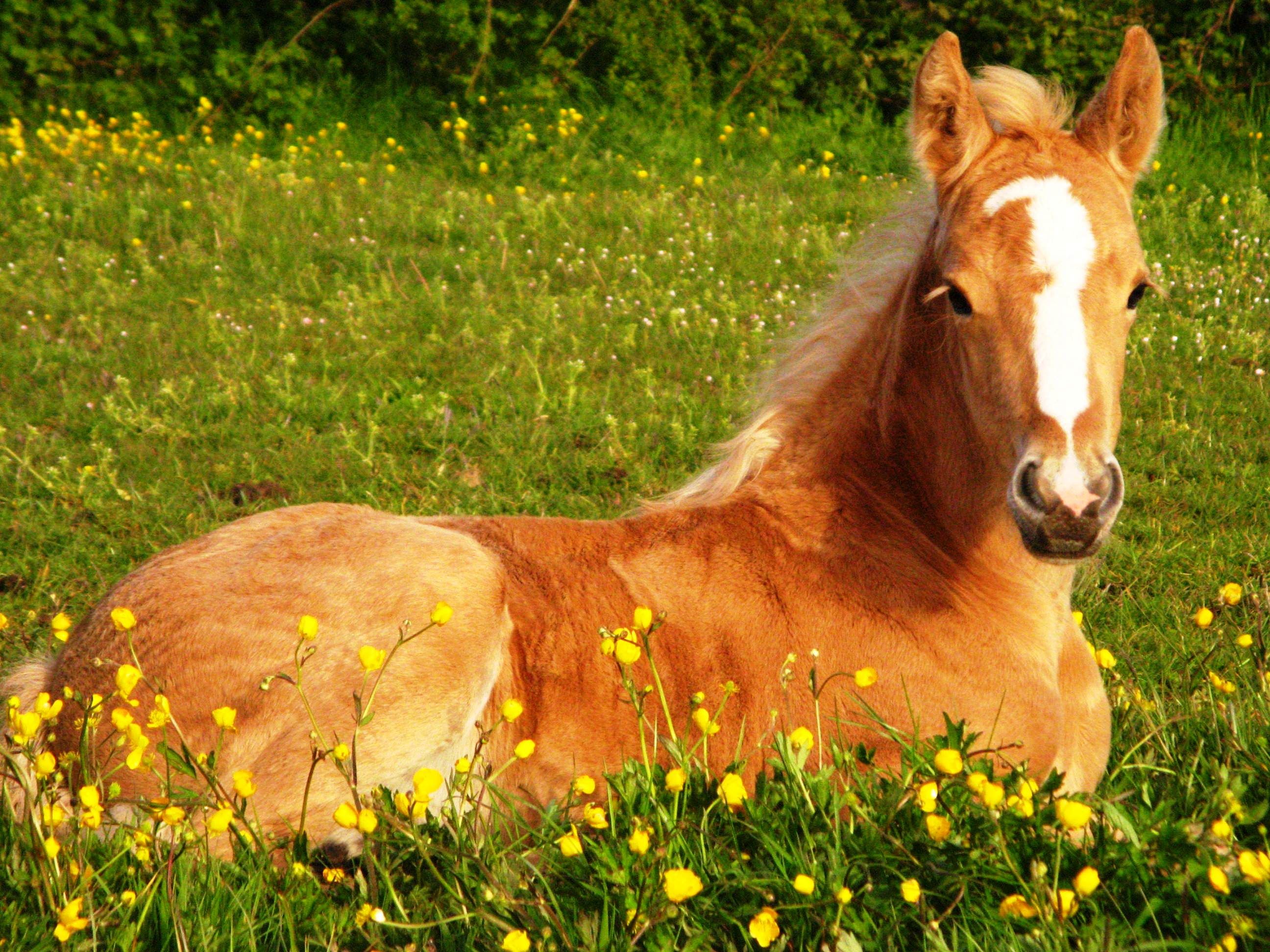 Cute Horses Wallpapers Wallpapers