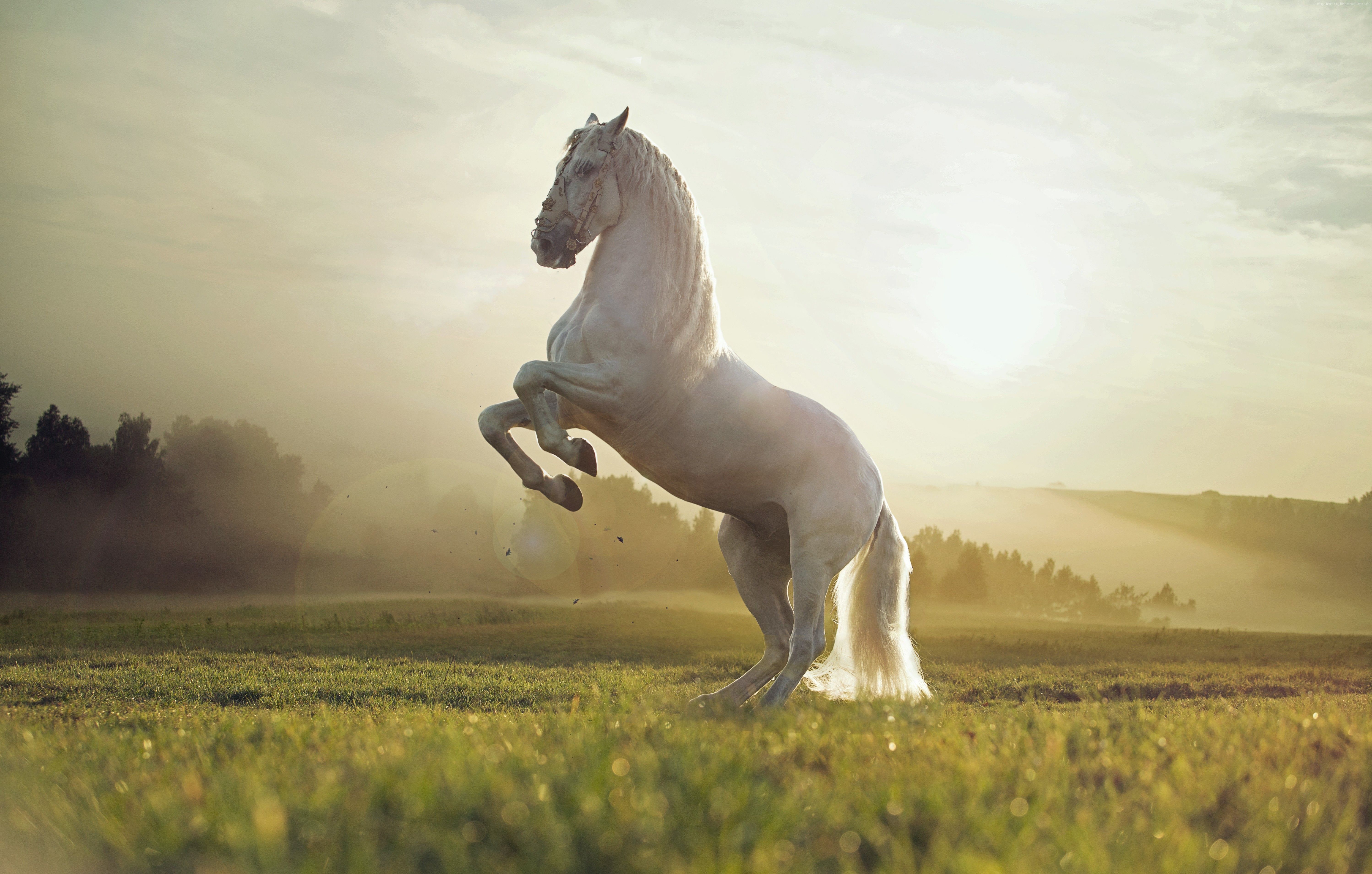 Cute Horses Wallpapers Wallpapers