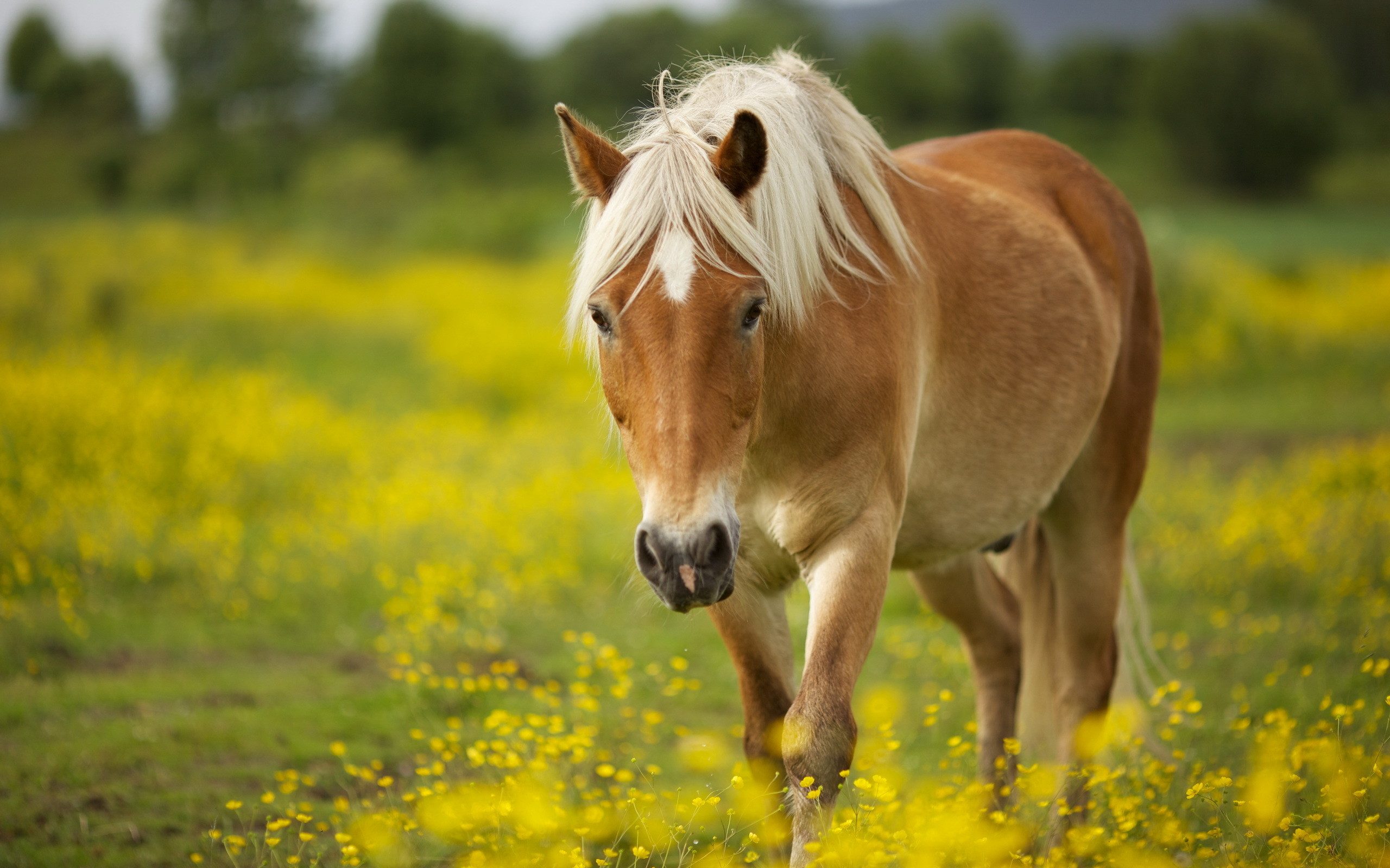 Cute Horses Wallpapers Wallpapers