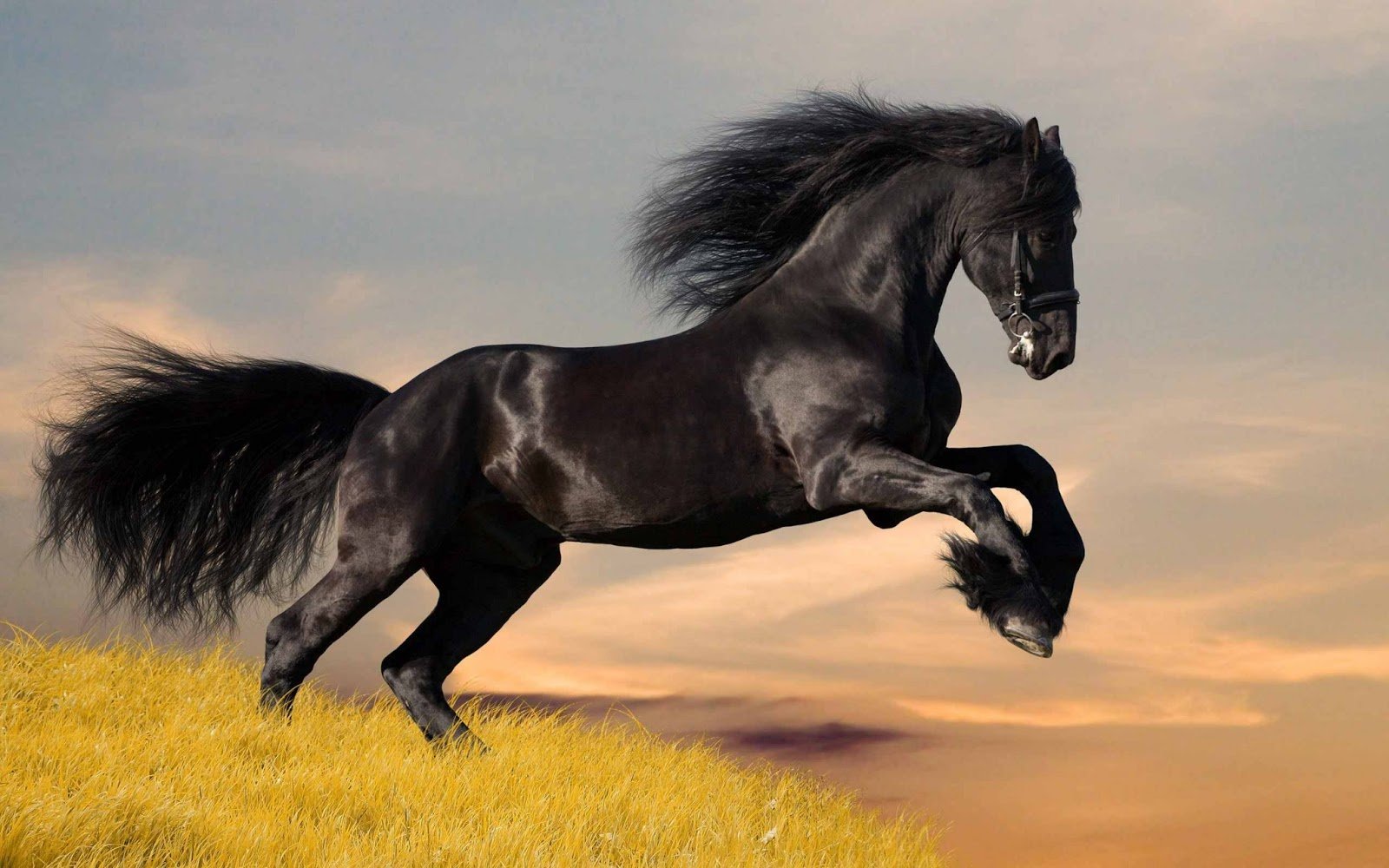 Cute Horses Wallpapers Wallpapers