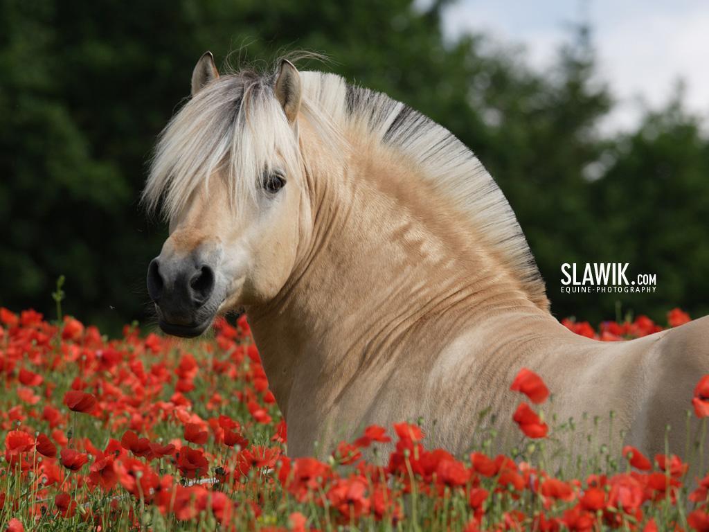 Cute Horses Wallpapers Wallpapers