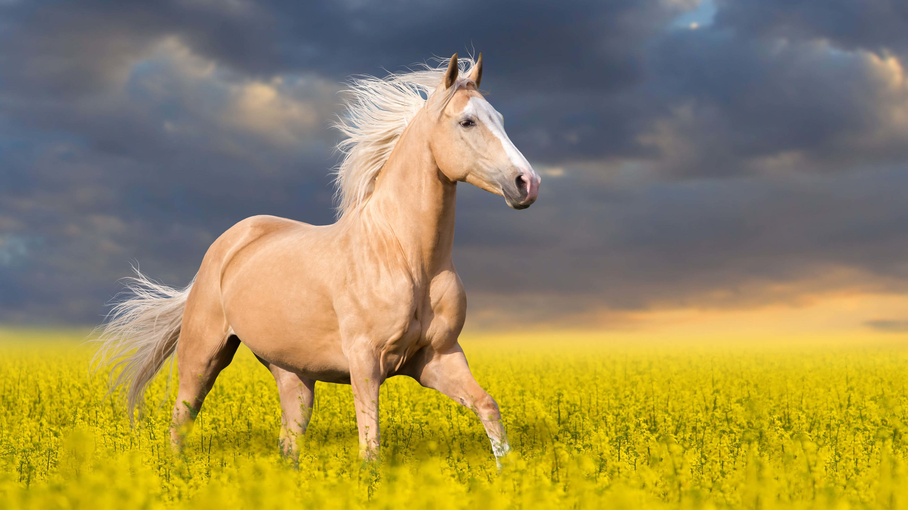 Cute Horses Wallpapers Wallpapers