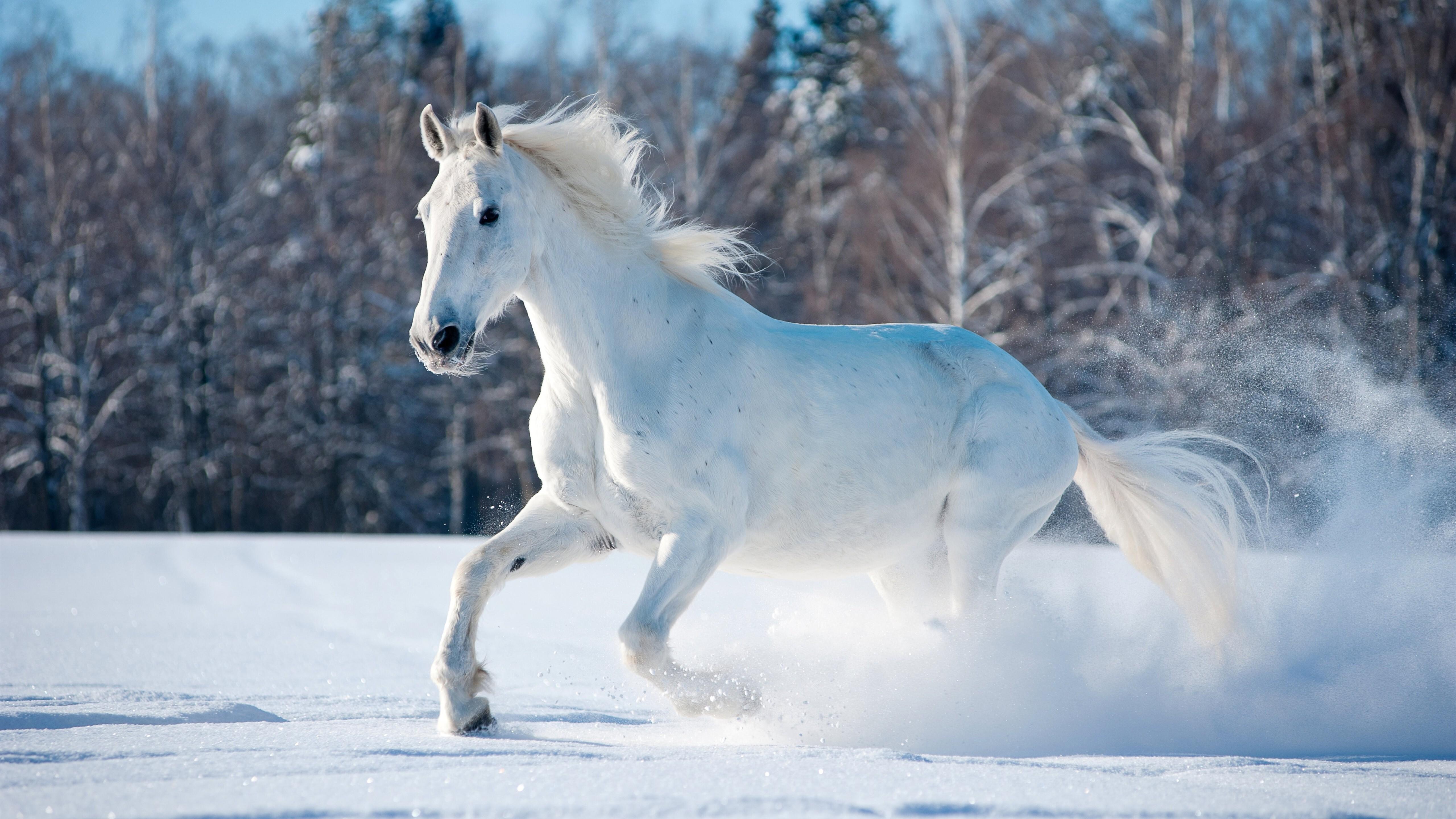 Cute Horses Wallpapers Wallpapers