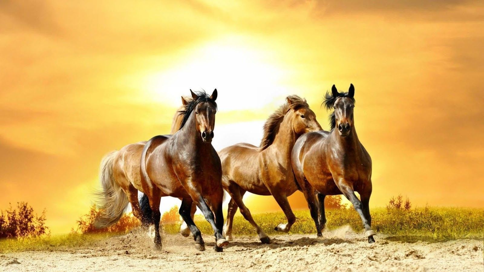 Cute Horses Wallpapers Wallpapers