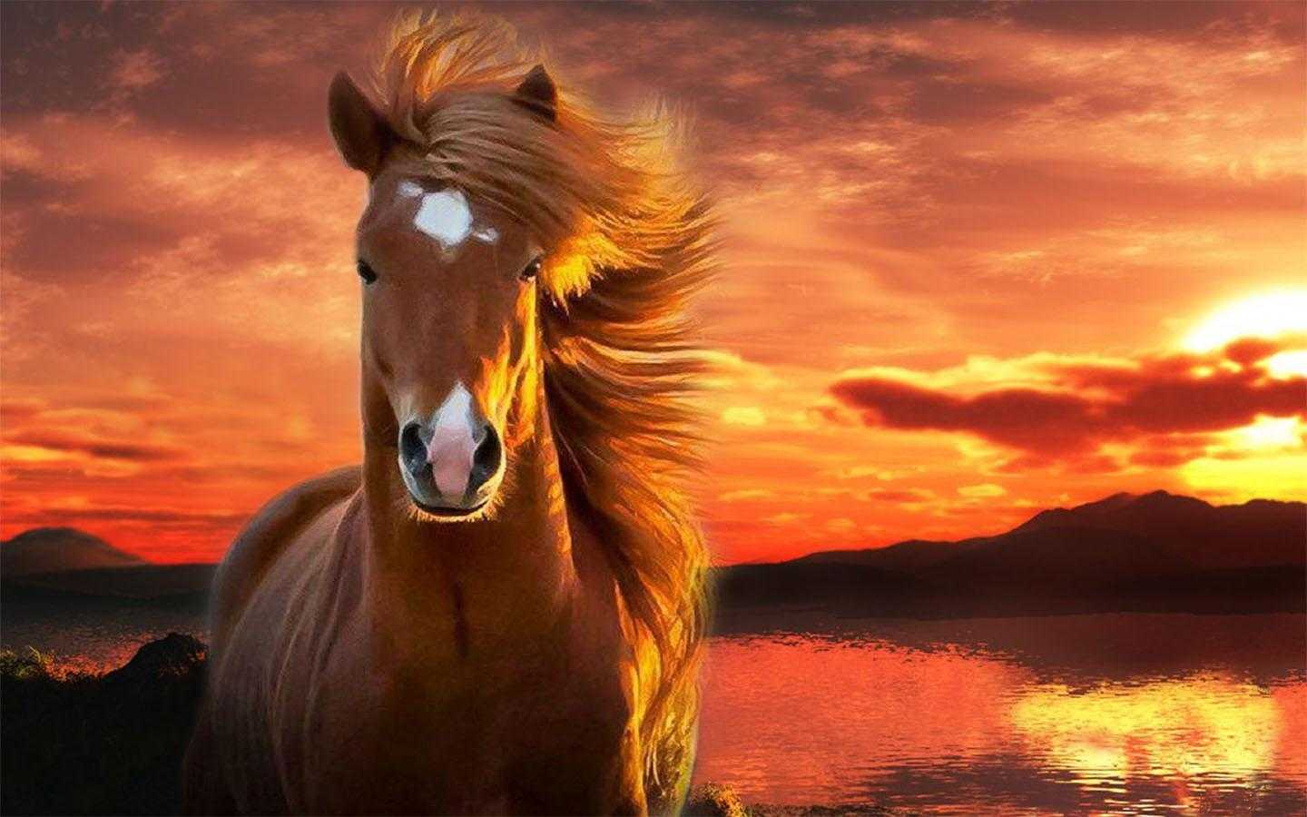 Cute Horses Wallpapers Wallpapers