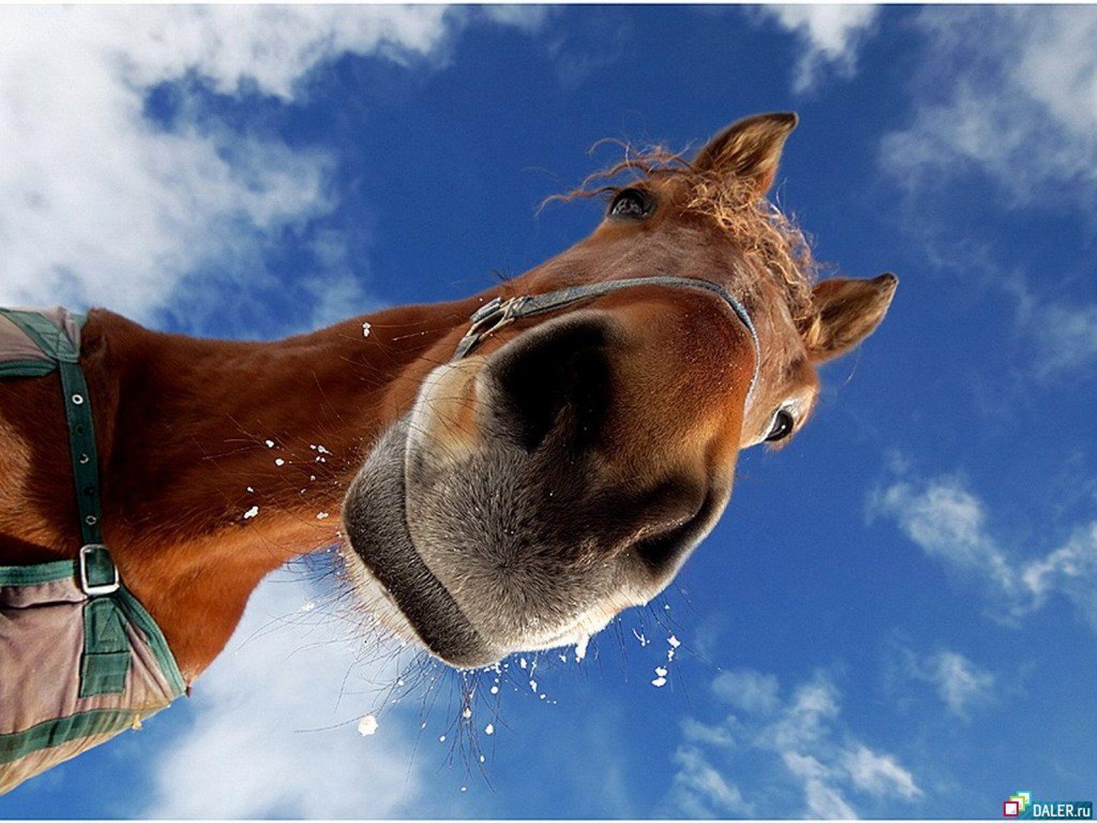 Cute Horses Wallpapers Wallpapers