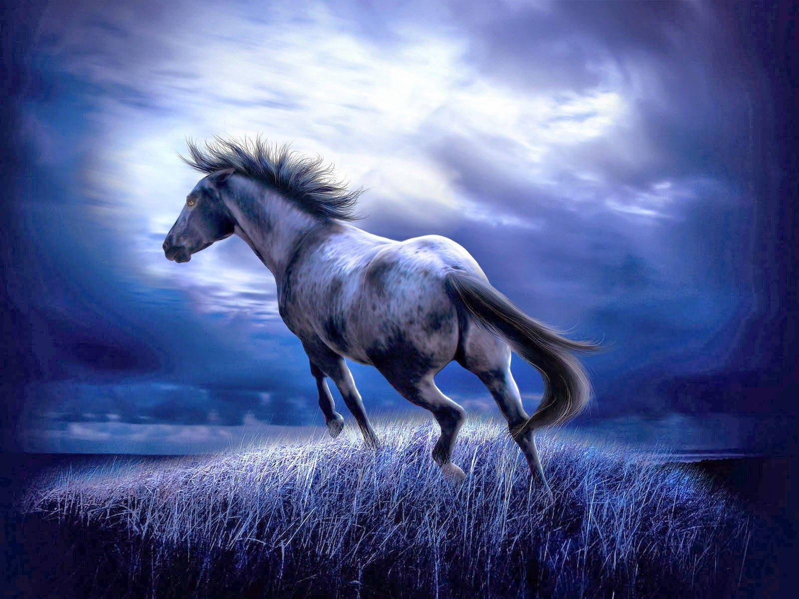 Cute Horses Wallpapers Wallpapers