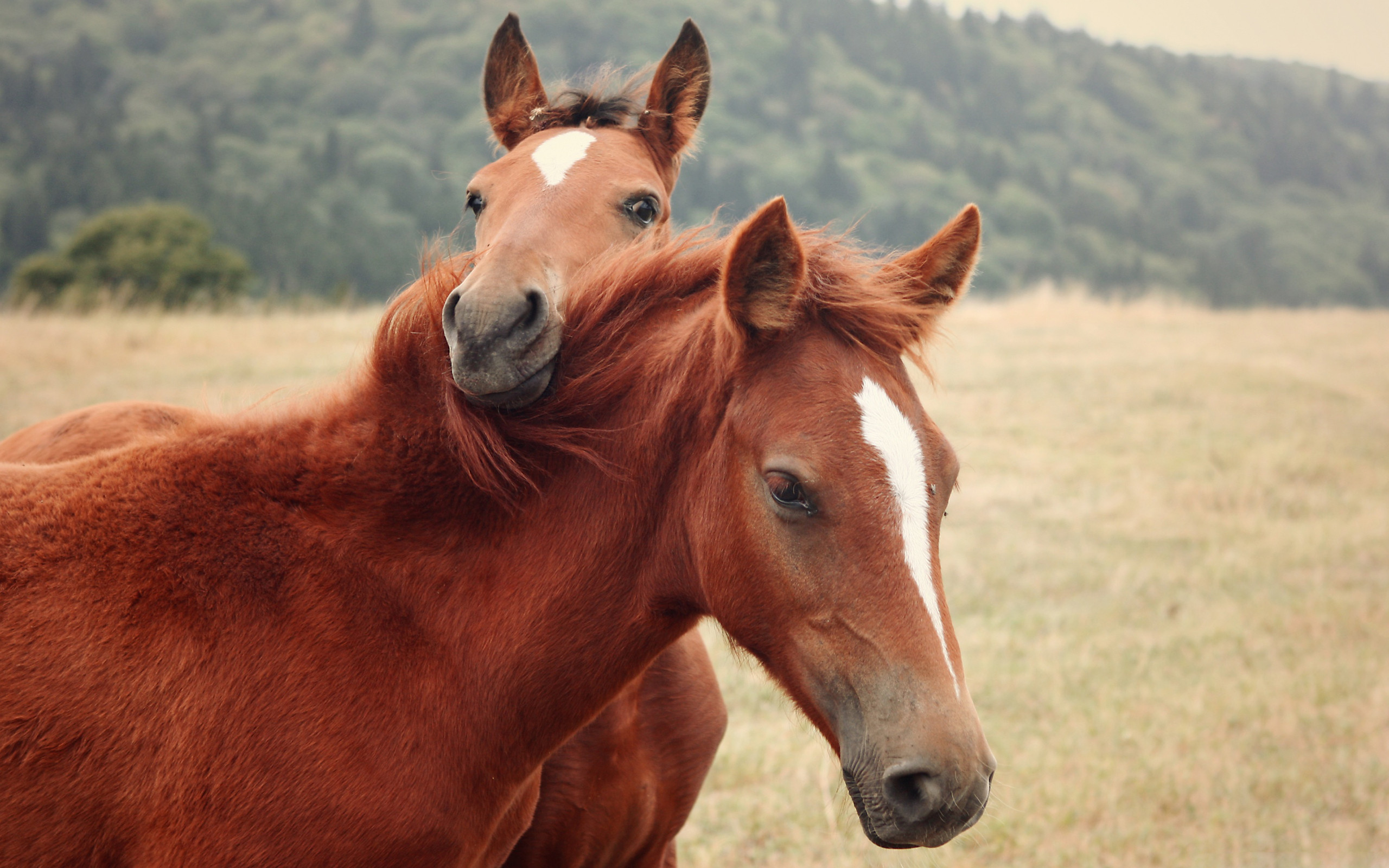 Cute Horses Wallpapers Wallpapers