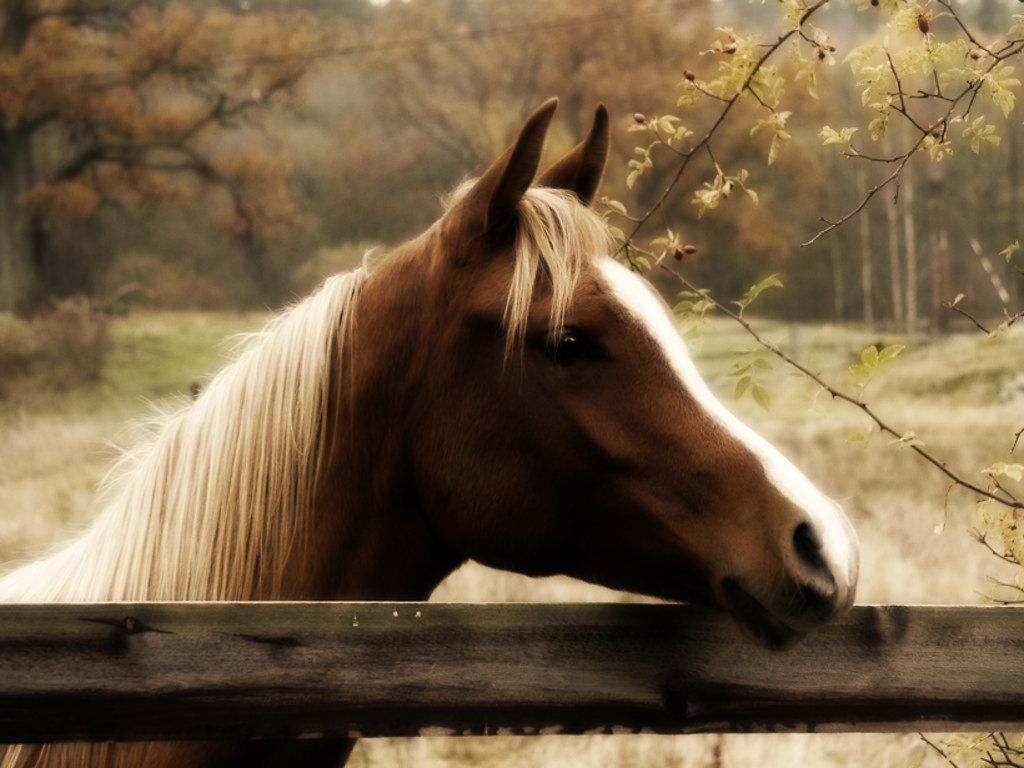 Cute Horses Wallpapers Wallpapers