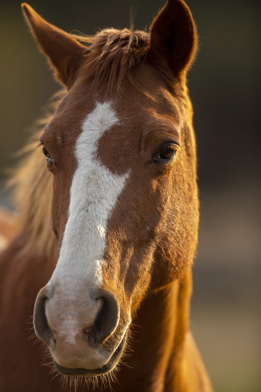 Cute Horses Wallpapers Wallpapers