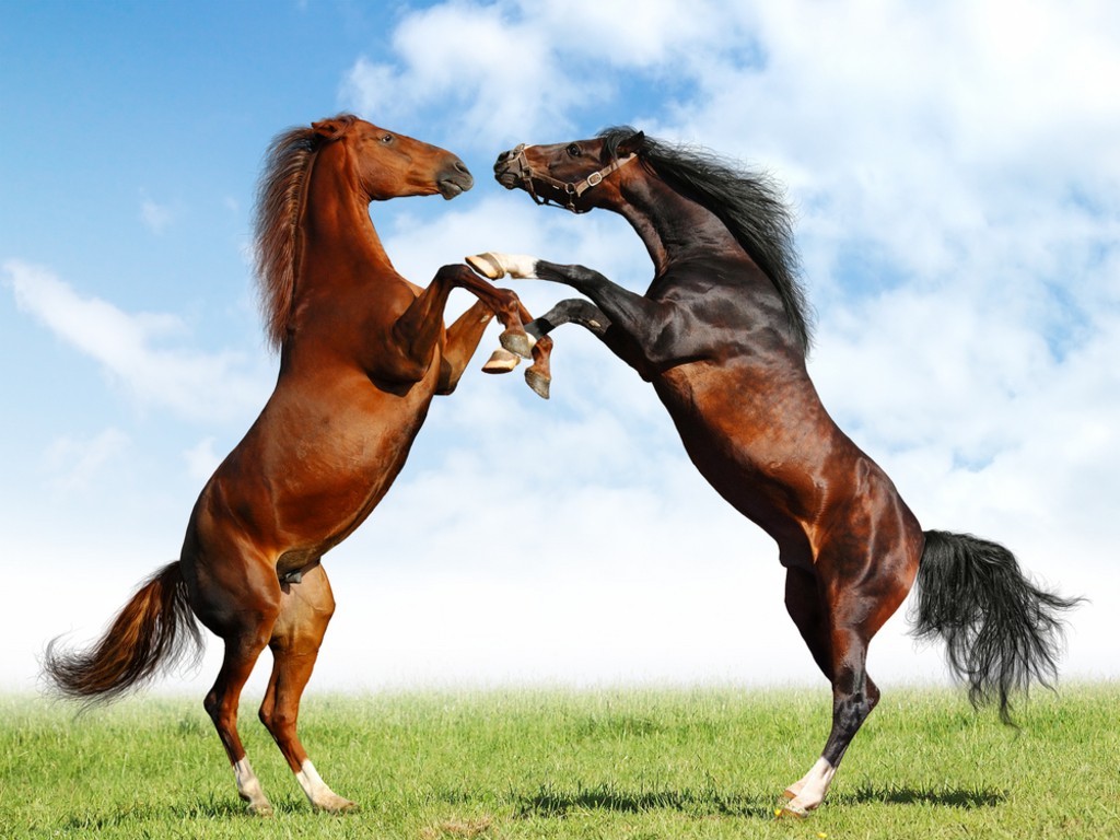 Cute Horses Wallpapers Wallpapers