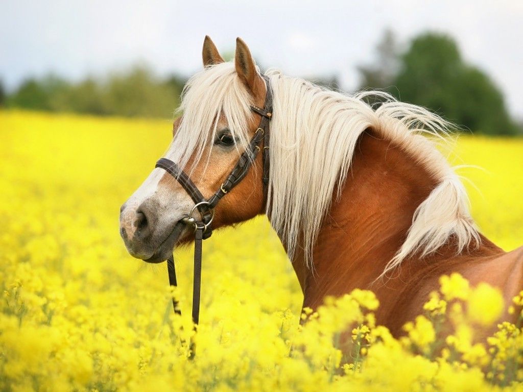 Cute Horses Wallpapers Wallpapers