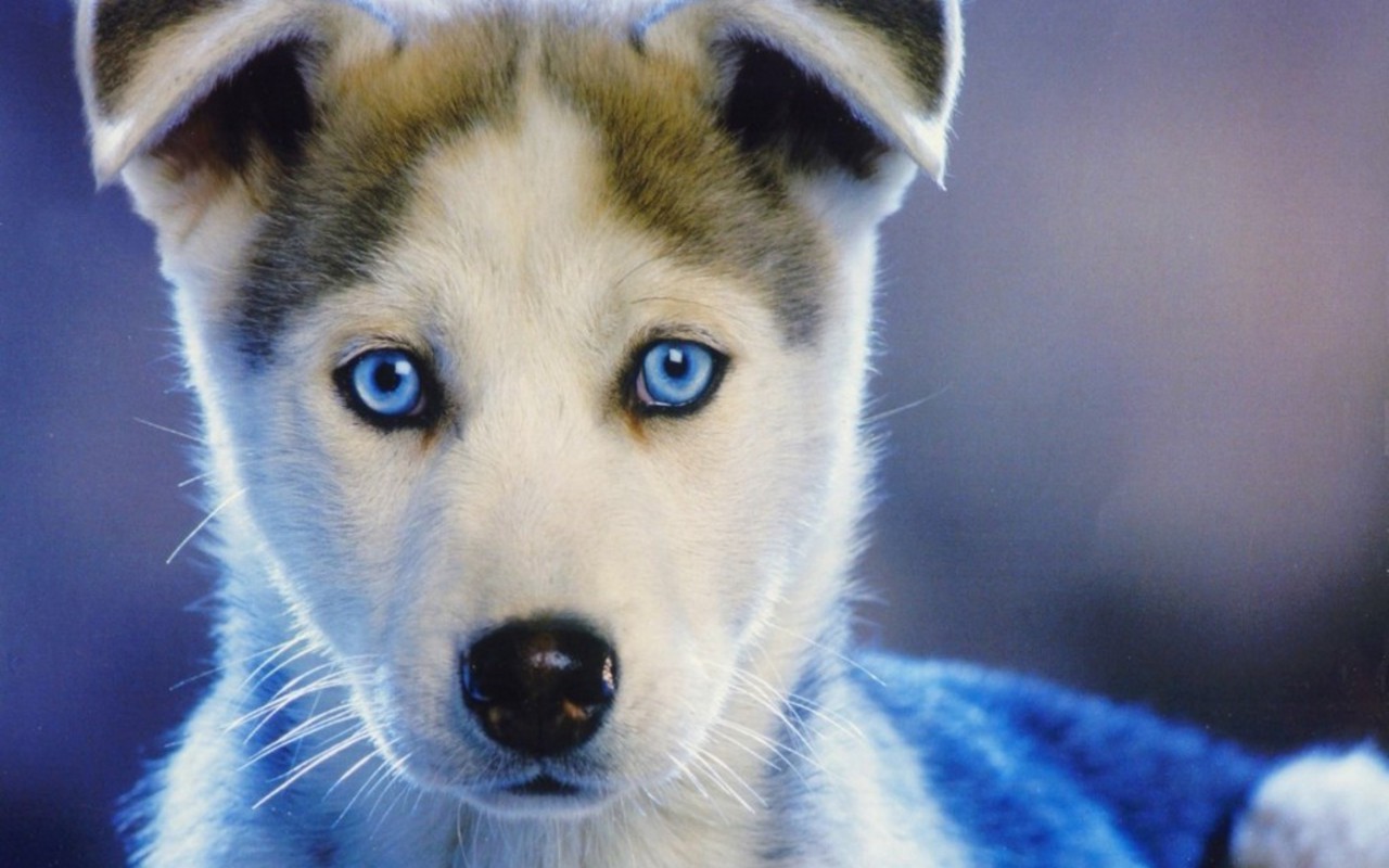 Cute Husky Puppies Wallpapers