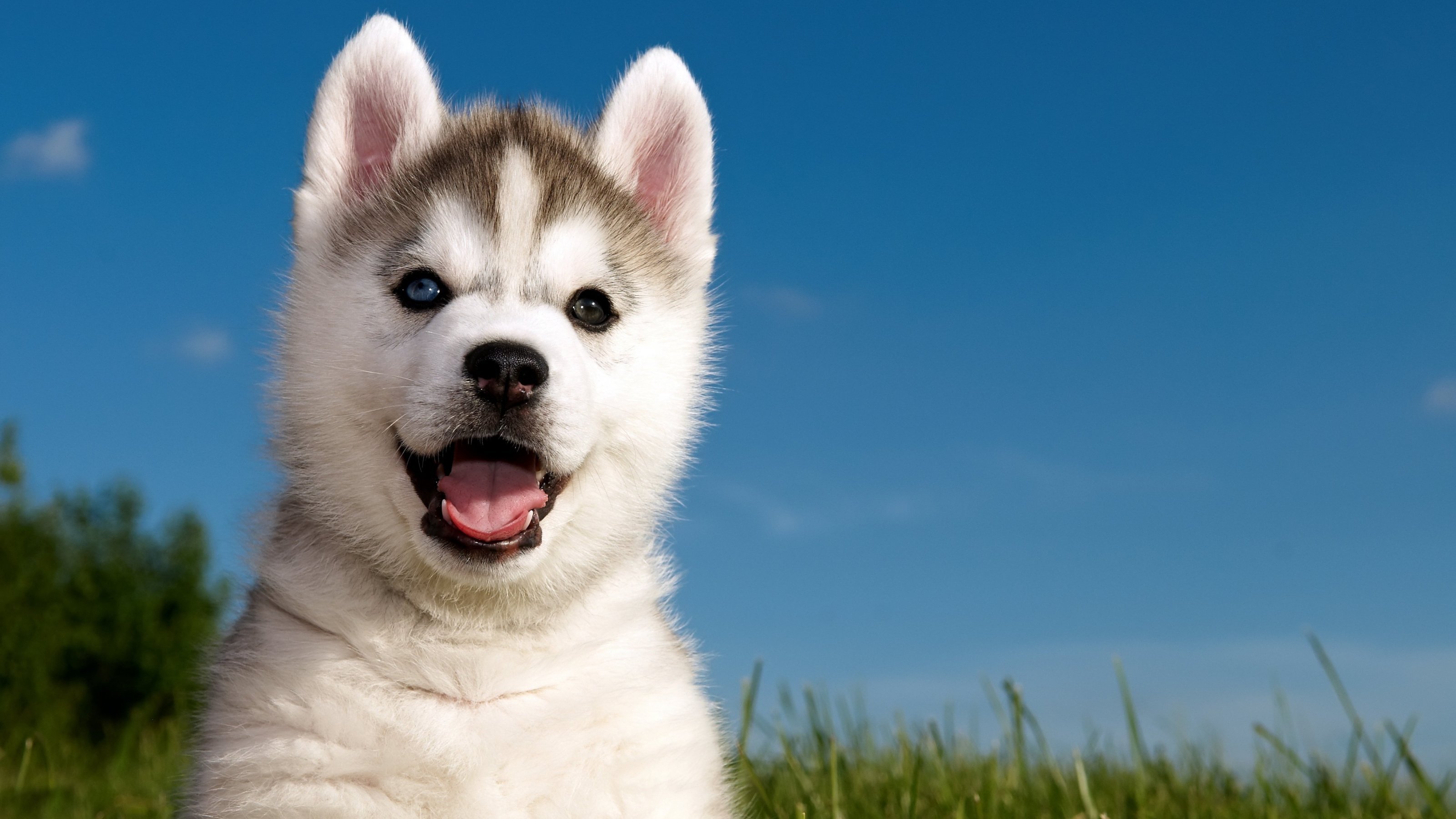 Cute Husky Puppies Wallpapers