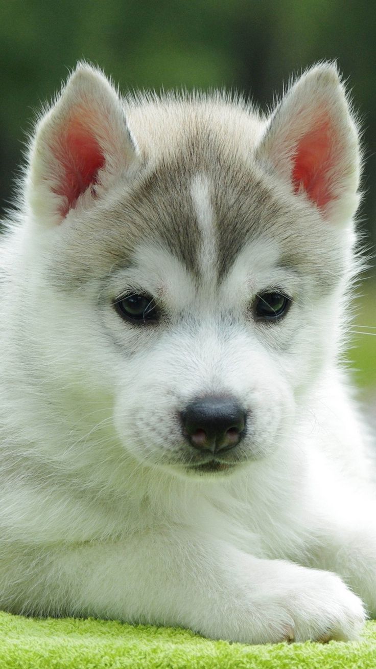 Cute Husky Puppies Wallpapers