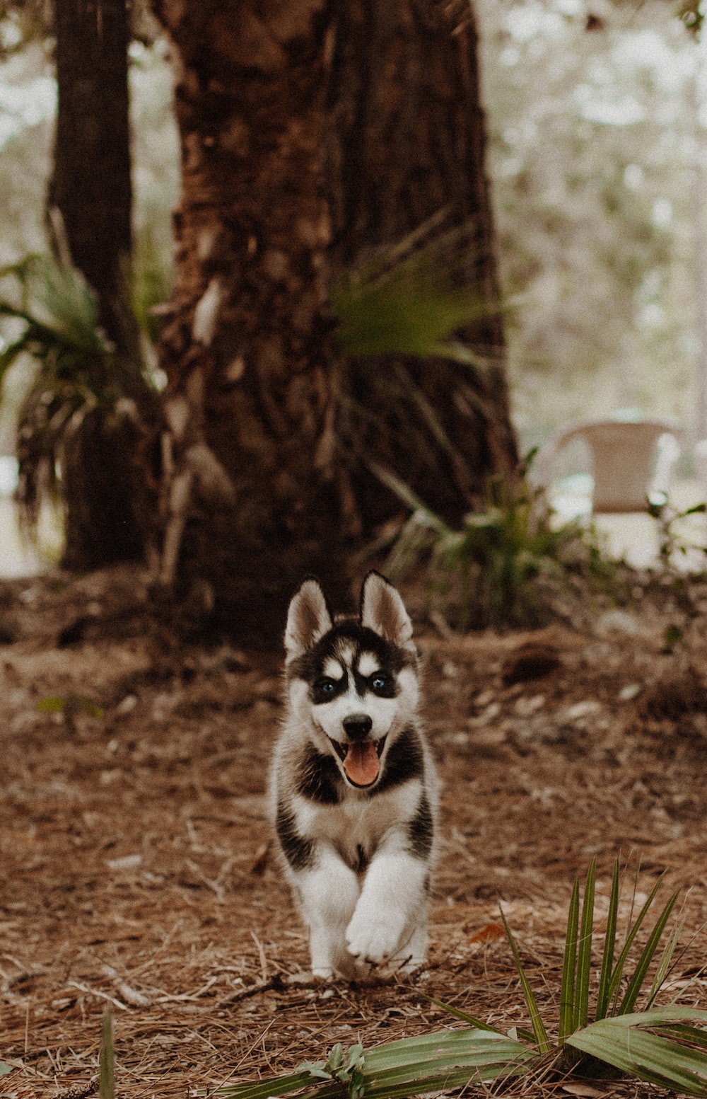 Cute Husky Puppies Wallpapers