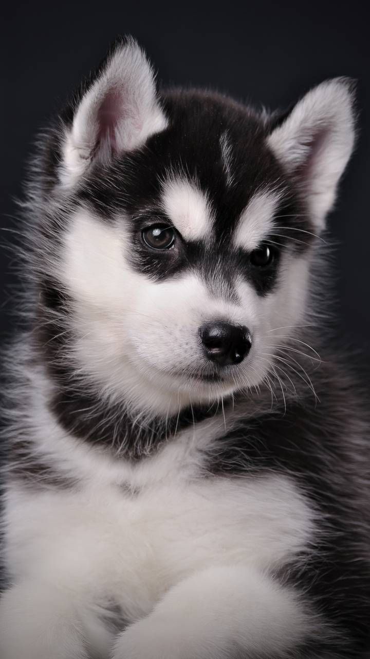 Cute Husky Puppies Wallpapers