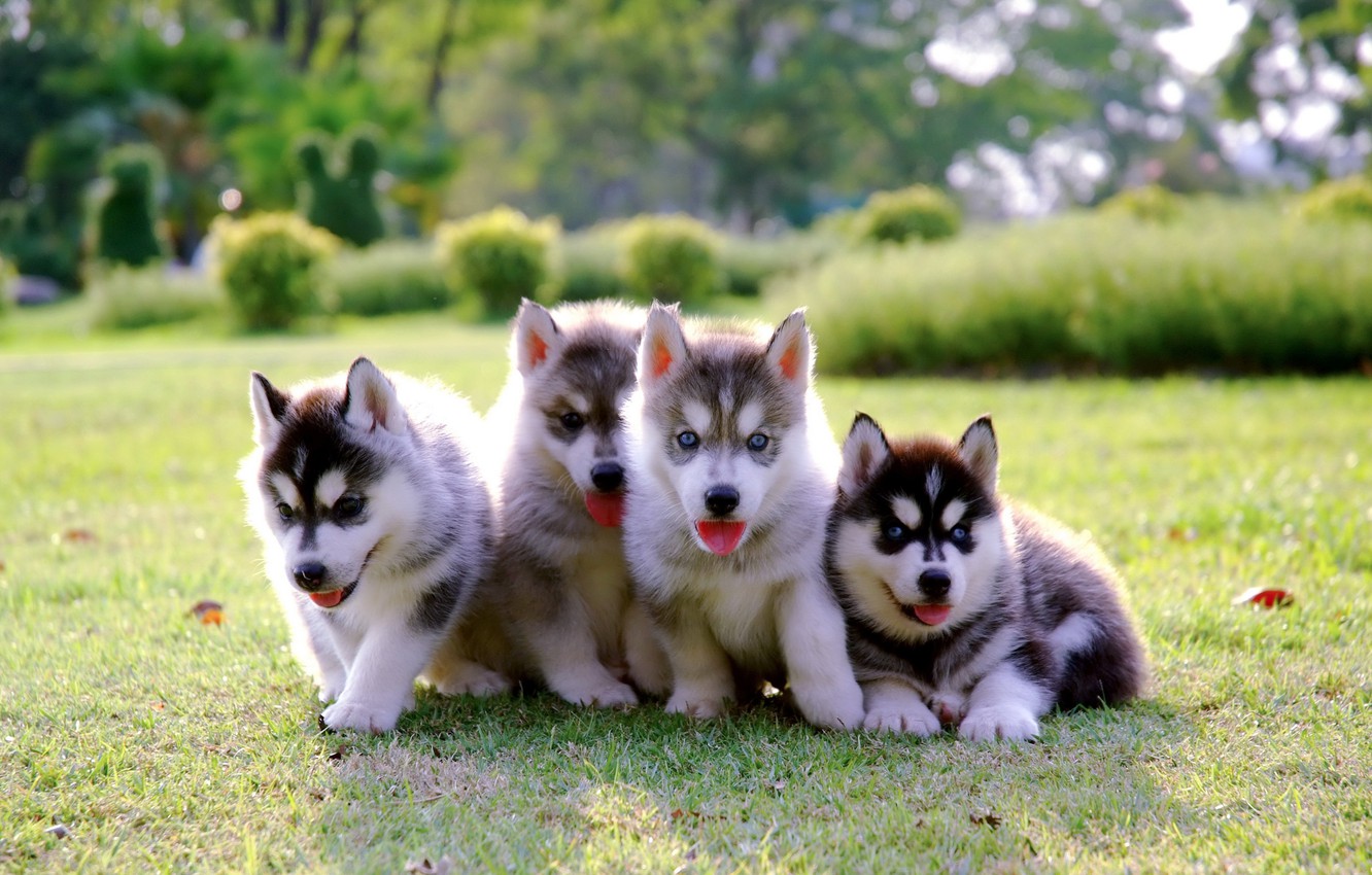 Cute Husky Puppies Wallpapers